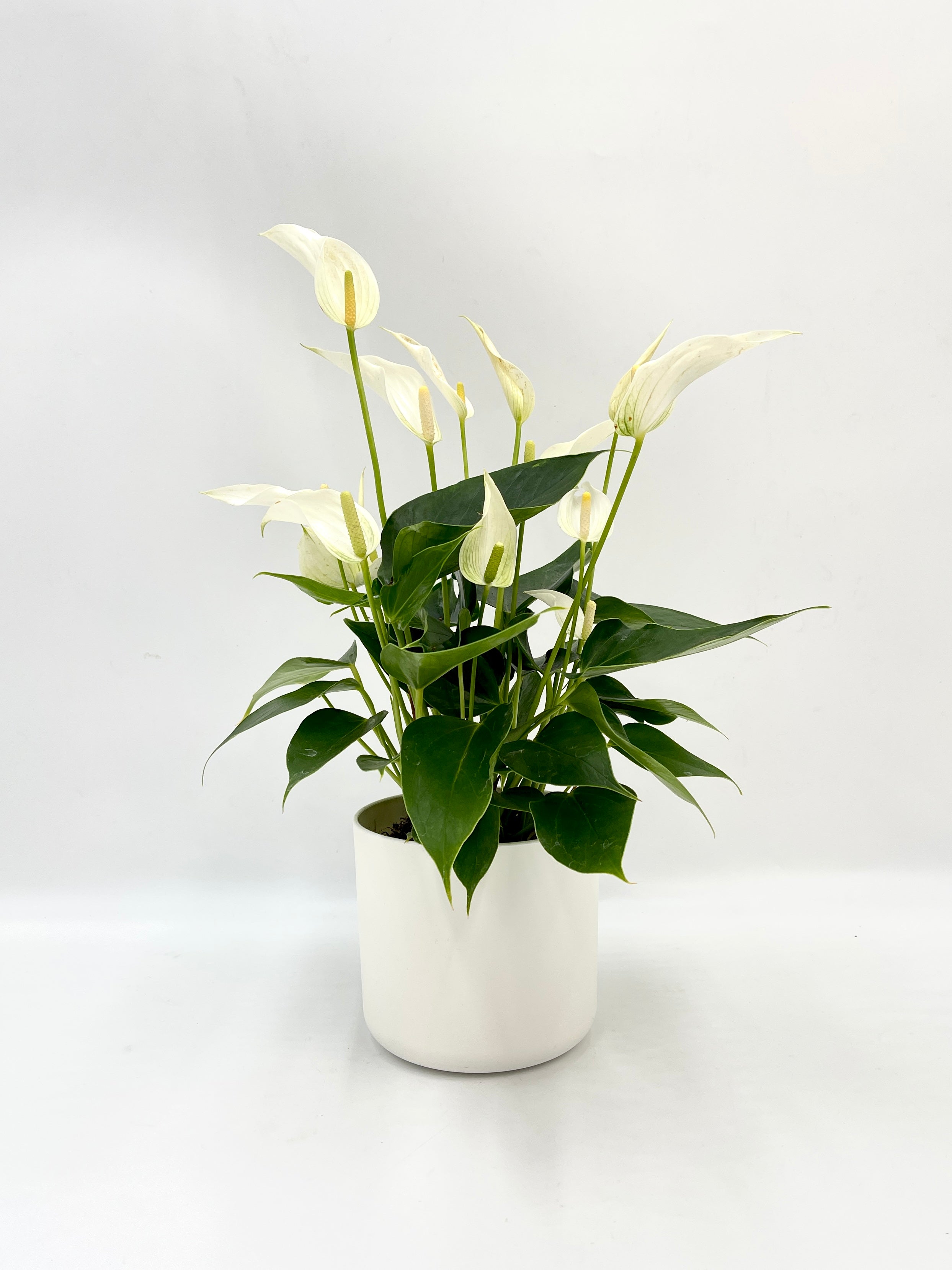 Anthurium White Mille Fleurs Cava – Elegance in Bloom