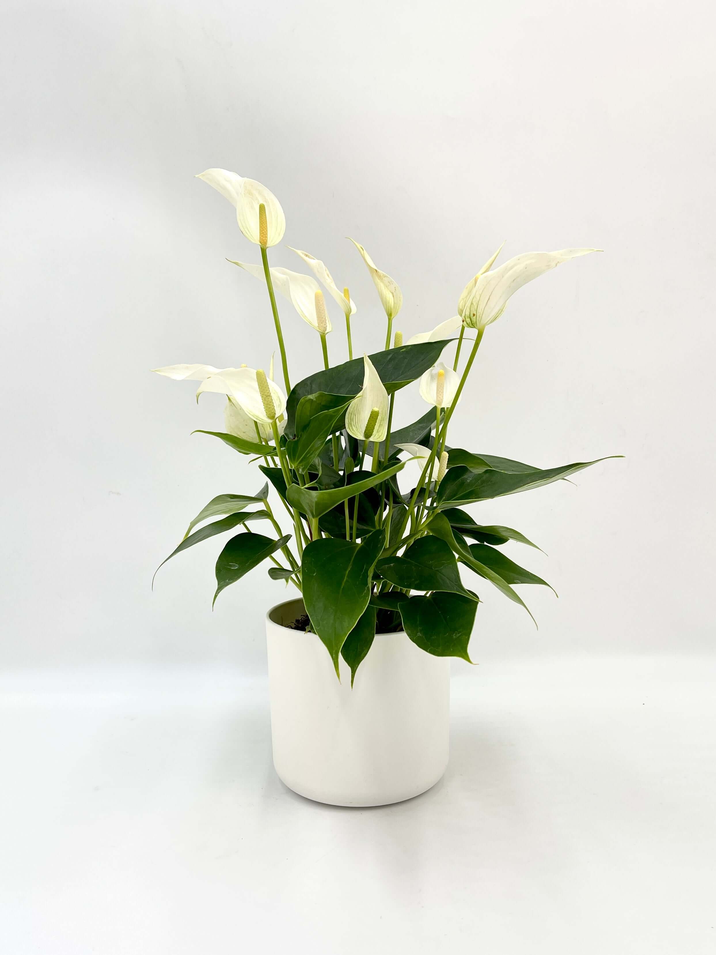 Anthurium White in White Pot
