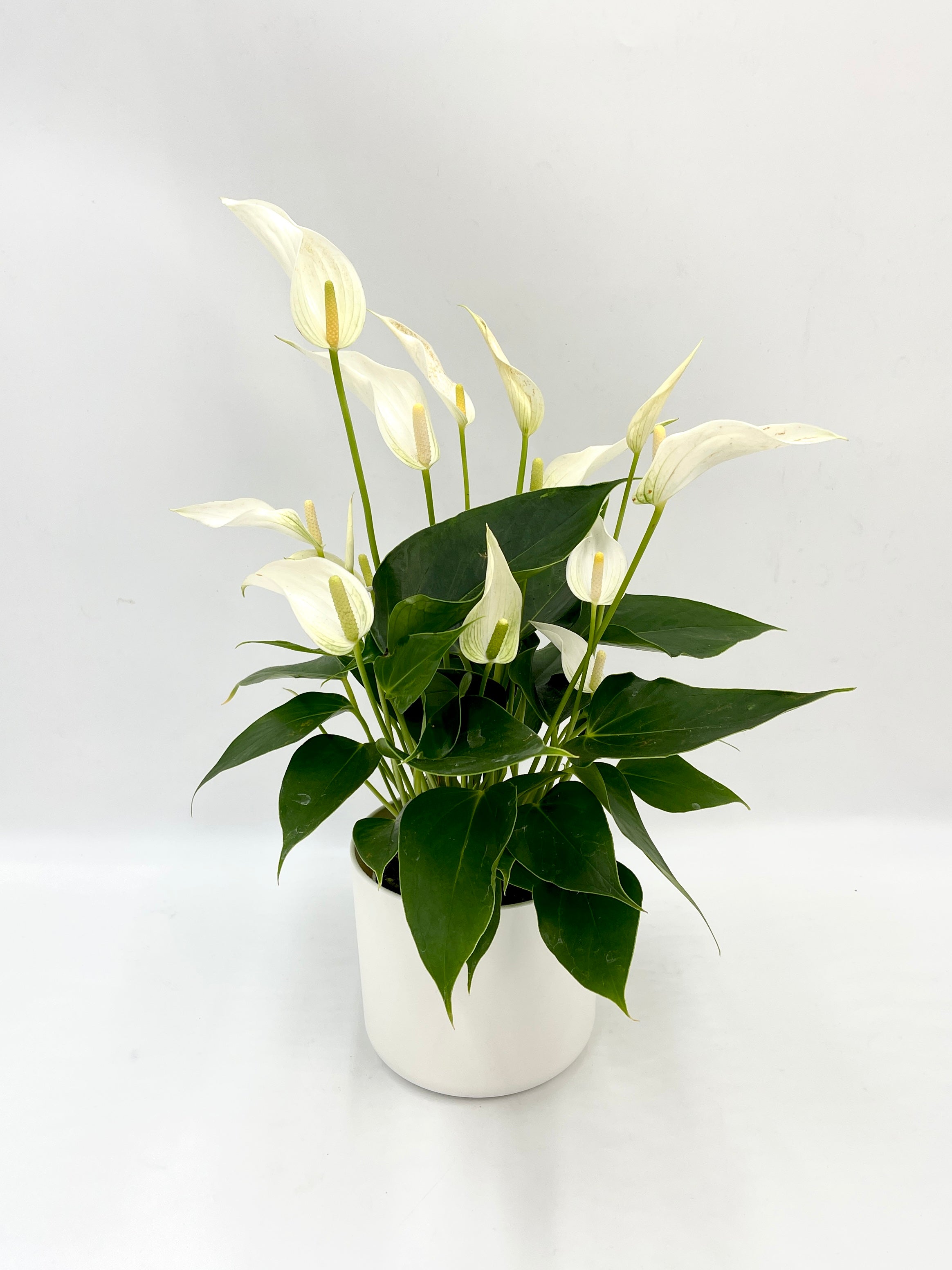 Anthurium White Mille Fleurs Cava – Elegance in Bloom