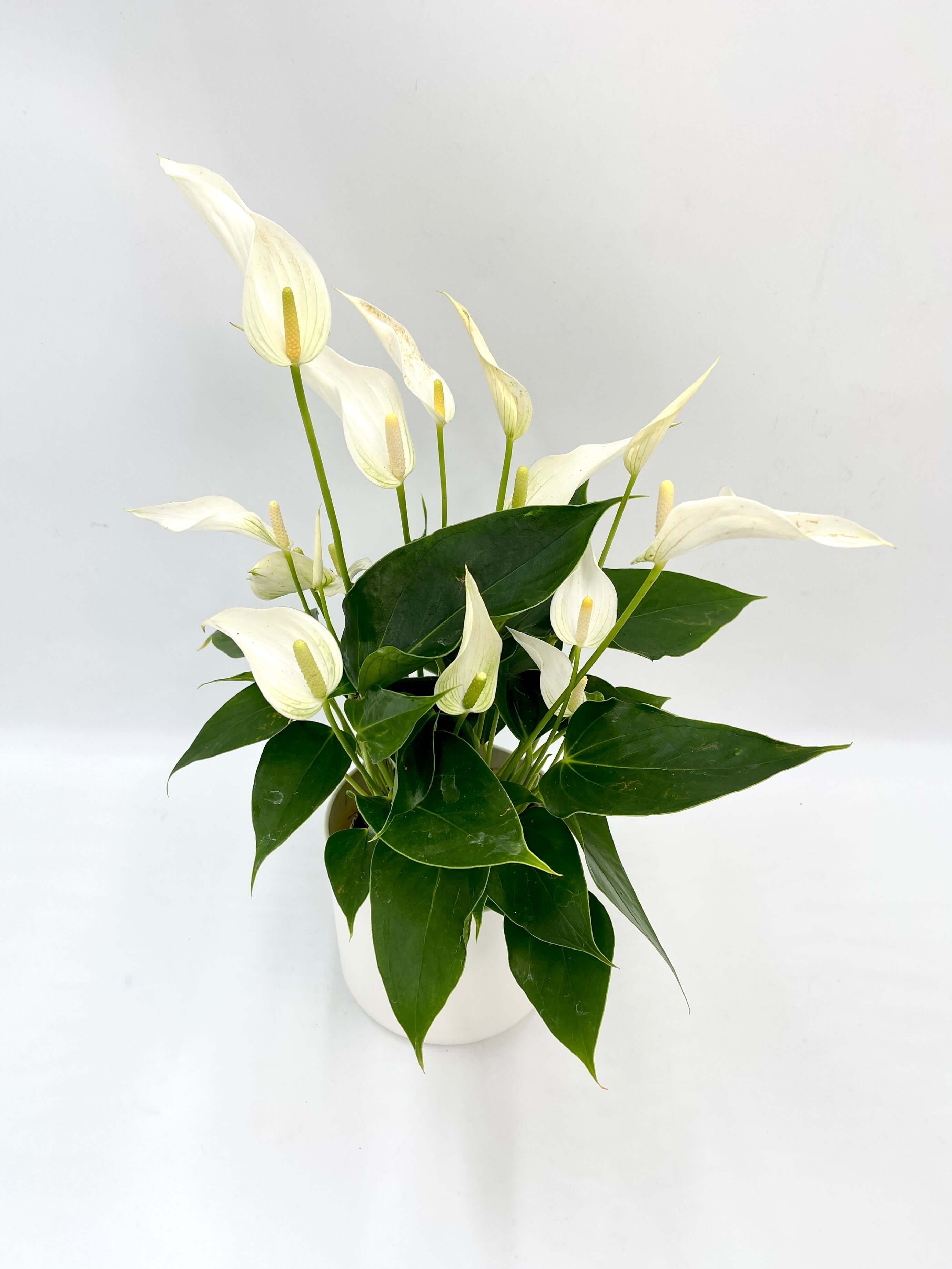 Anthurium White plant with heart-shaped blooms and green leaves in a white pot, ideal for indoor decor.