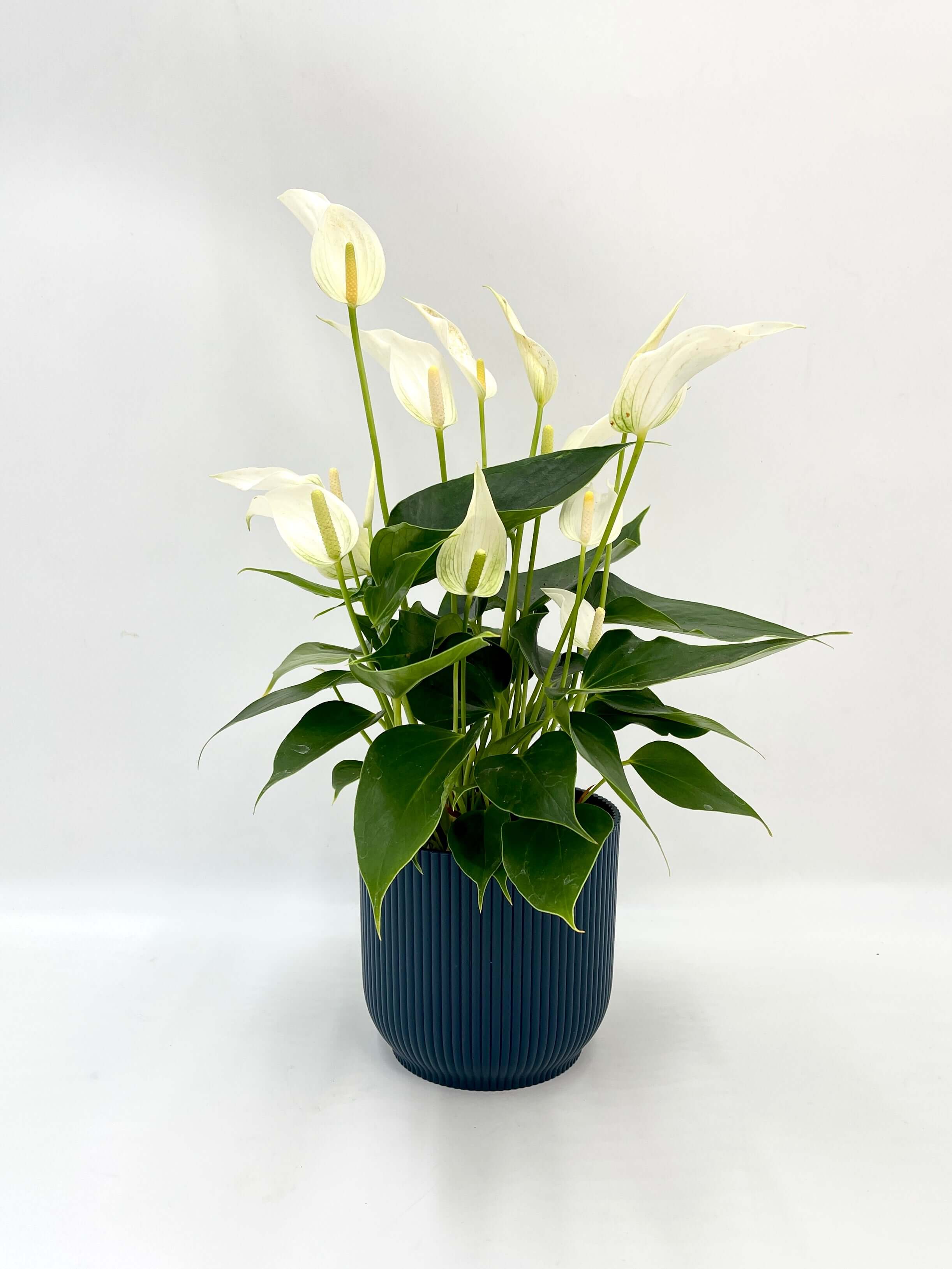 Anthurium White plant in a blue pot, featuring elegant white blooms and green foliage, ideal for indoor decor.