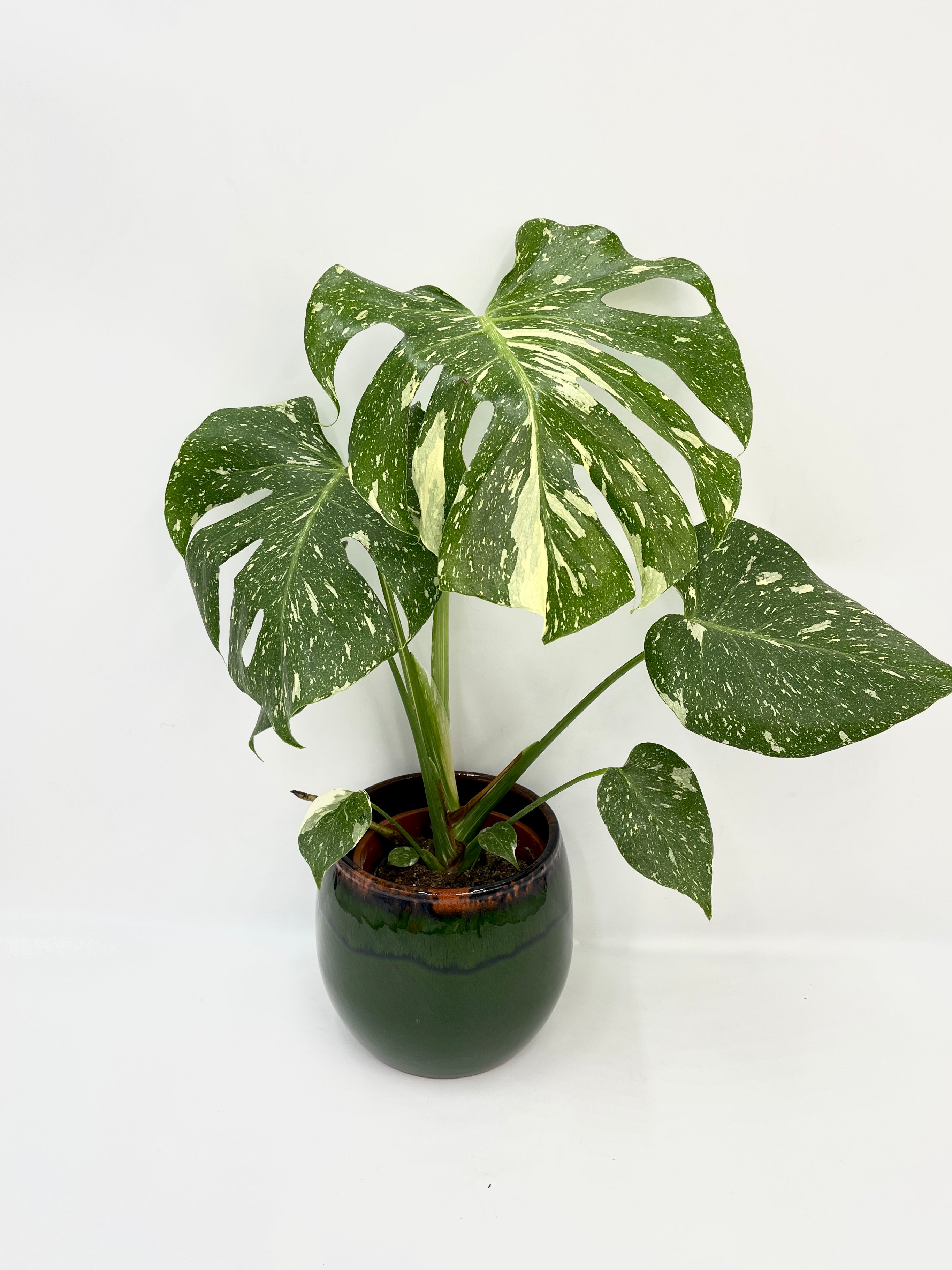 Monstera Thai Constellation, Rare Aroid, Large leaf, 45-50cm, A1 Quality