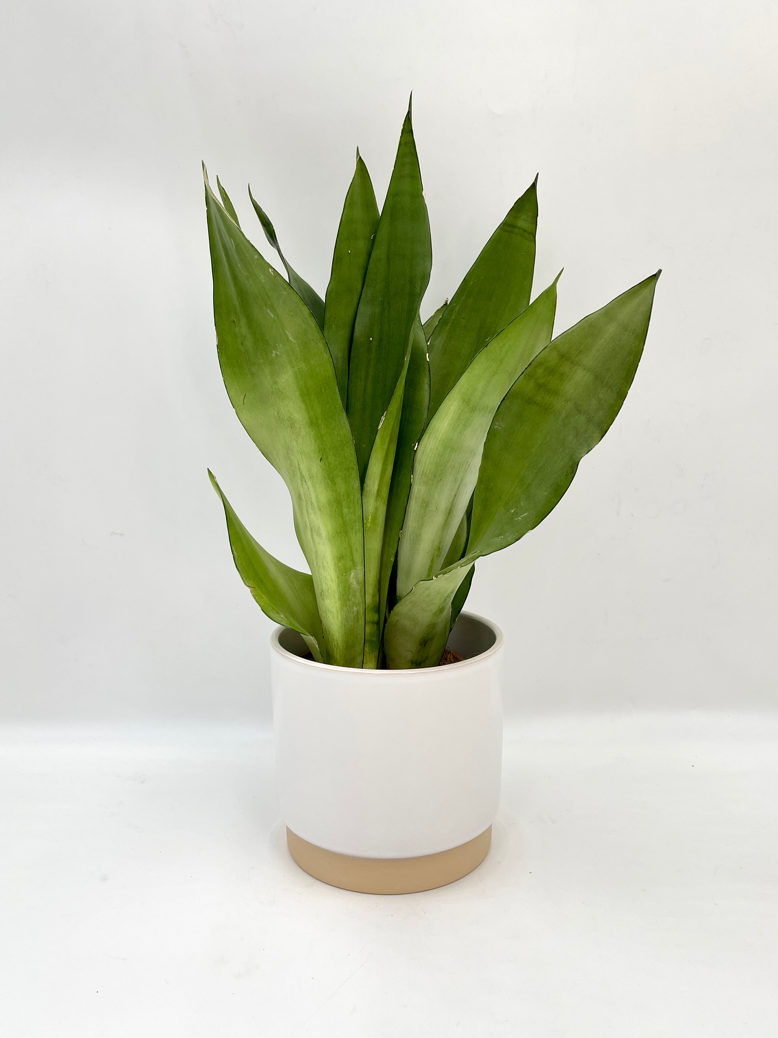 Sansevieria Moonshine, Snake Plant, Mother-in-Law's Tongue, Air purifier plant