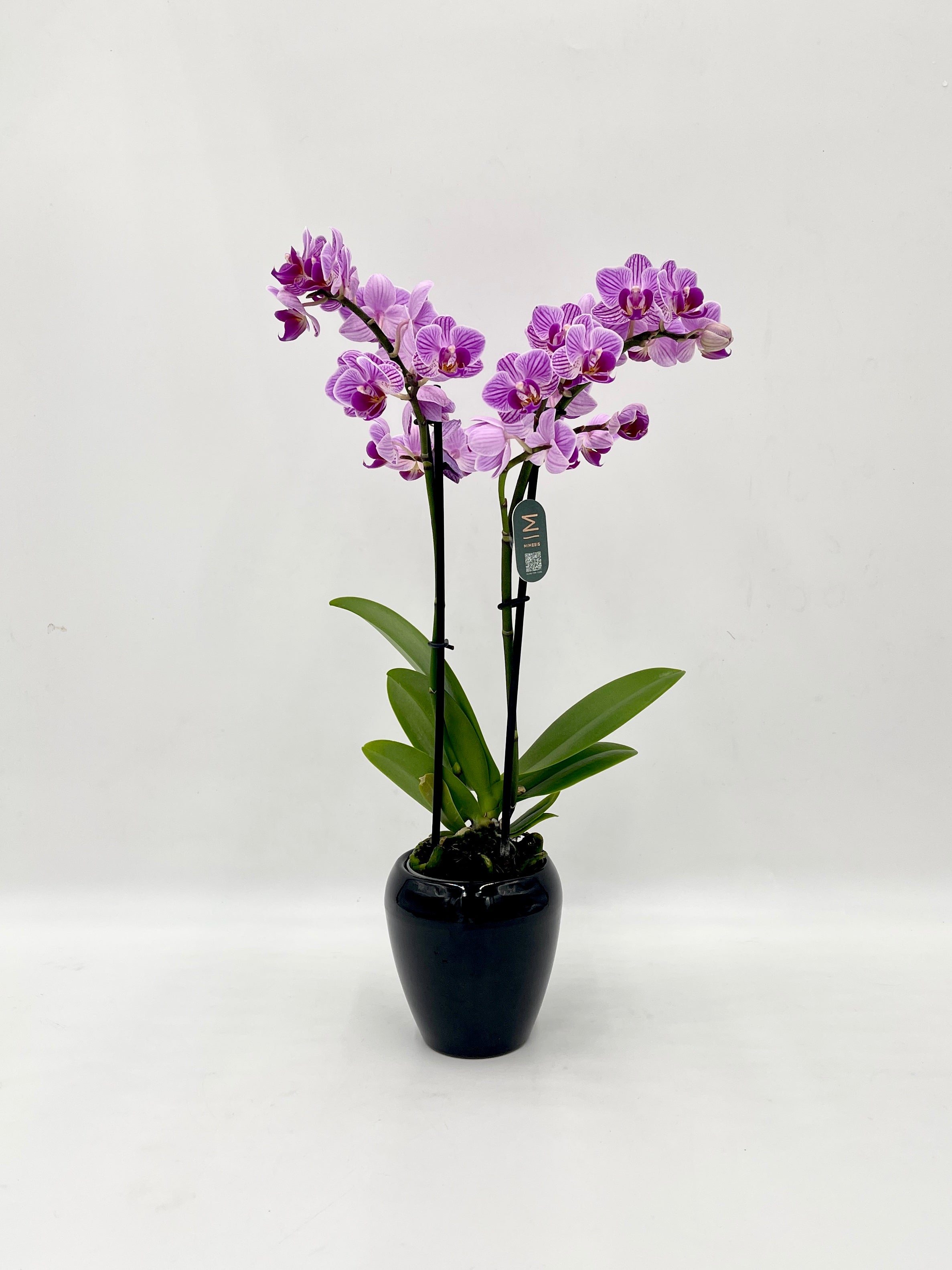 Mini Purple Orchid - Phalaenopsis Jiuhbao Vivien