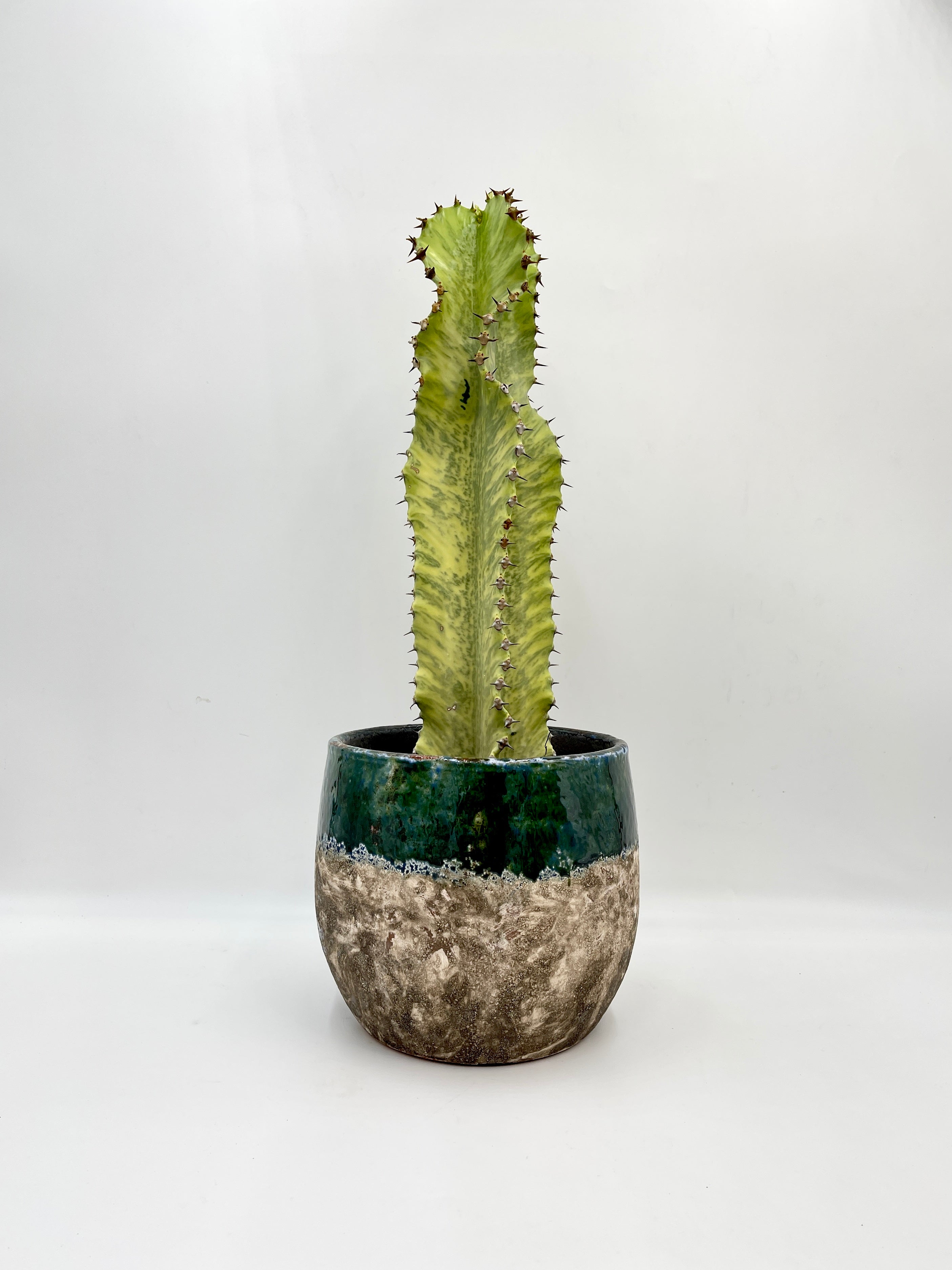 Euphorbia marmorata Variegata, 50-60cm