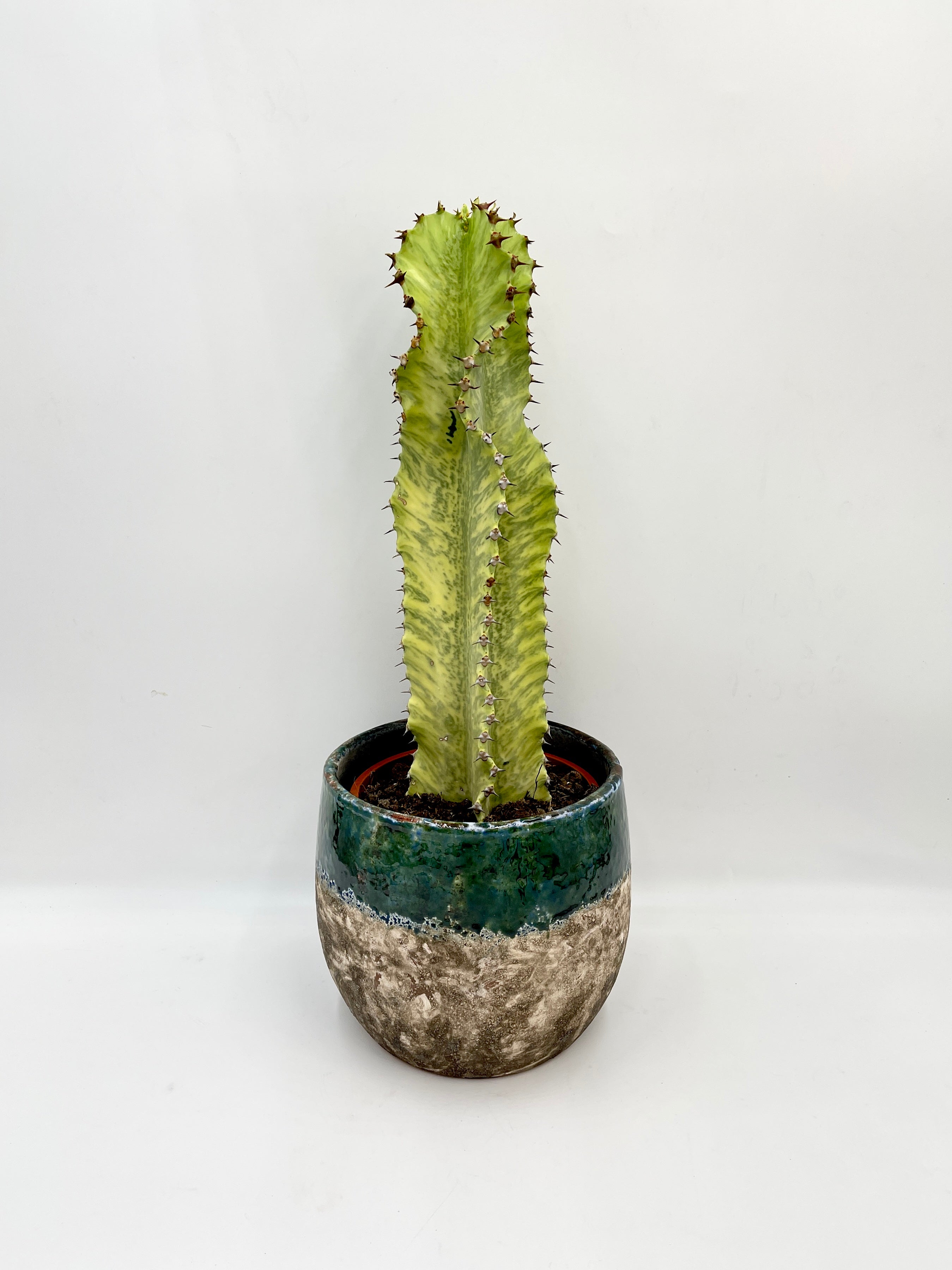 Euphorbia marmorata Variegata, 50-60cm