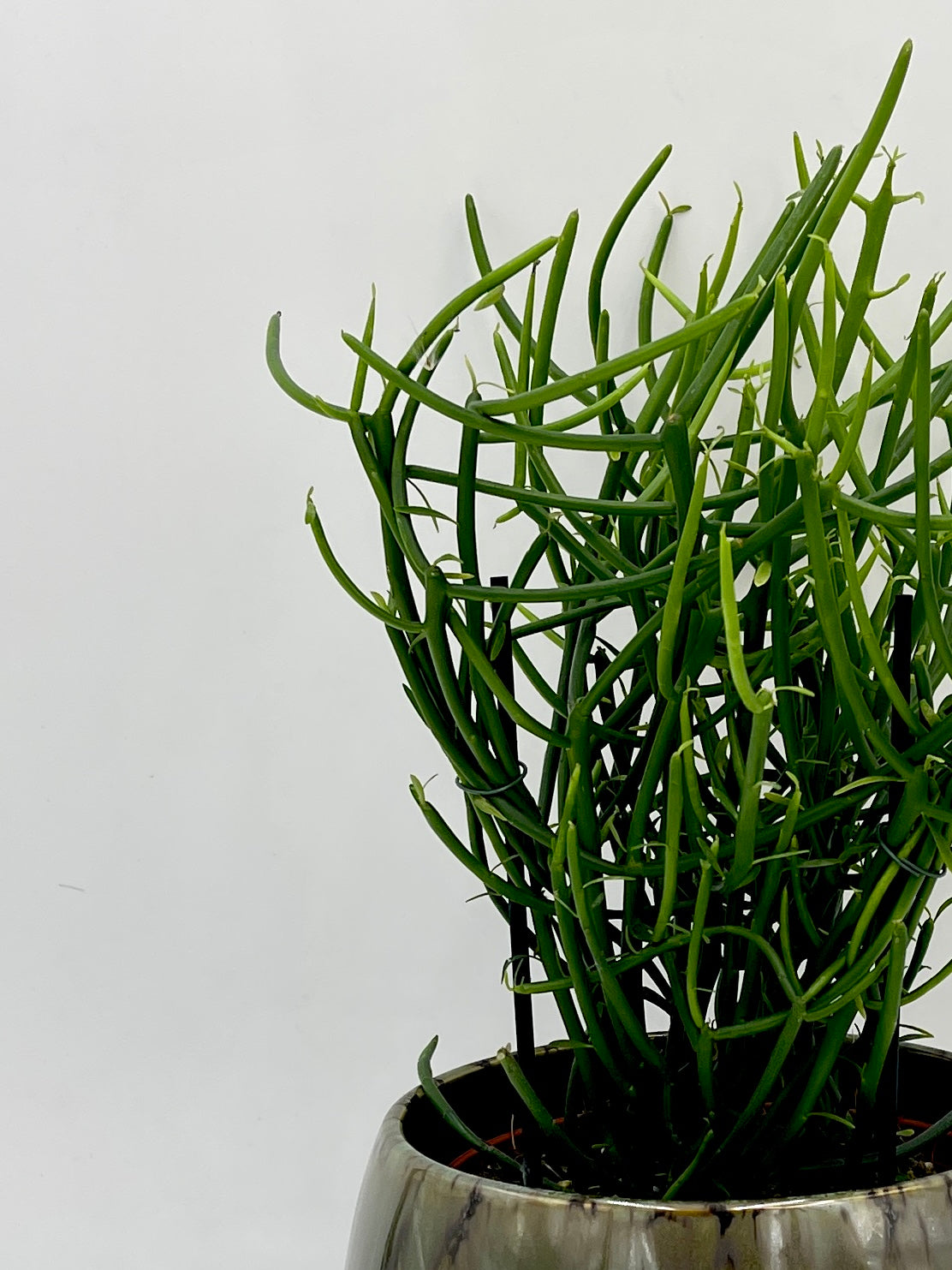 Euphorbia tirucalli -Pencil Cactus Plant | Easy Care Succulent Houseplant