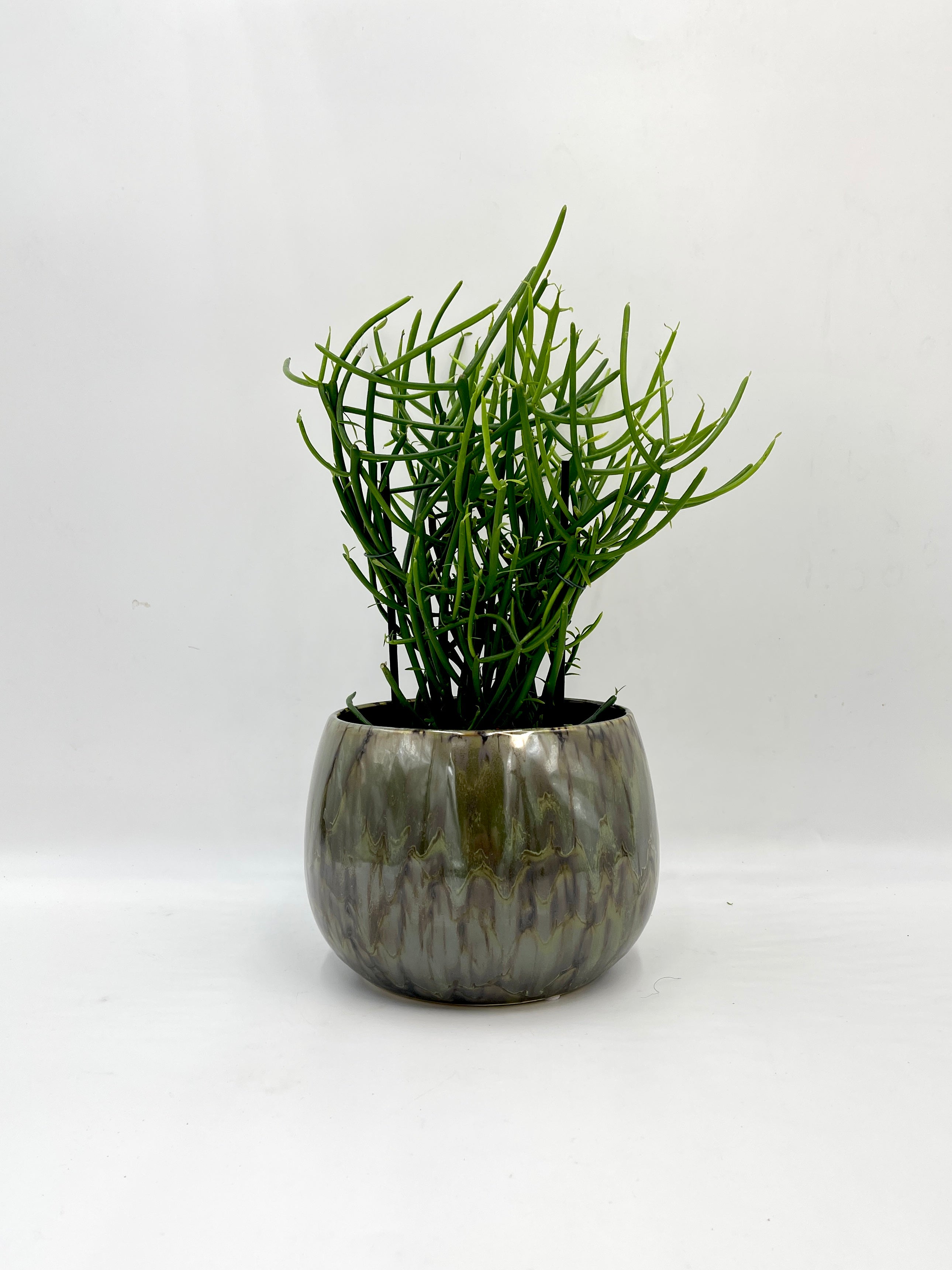 Euphorbia tirucalli -Pencil Cactus Plant | Easy Care Succulent Houseplant