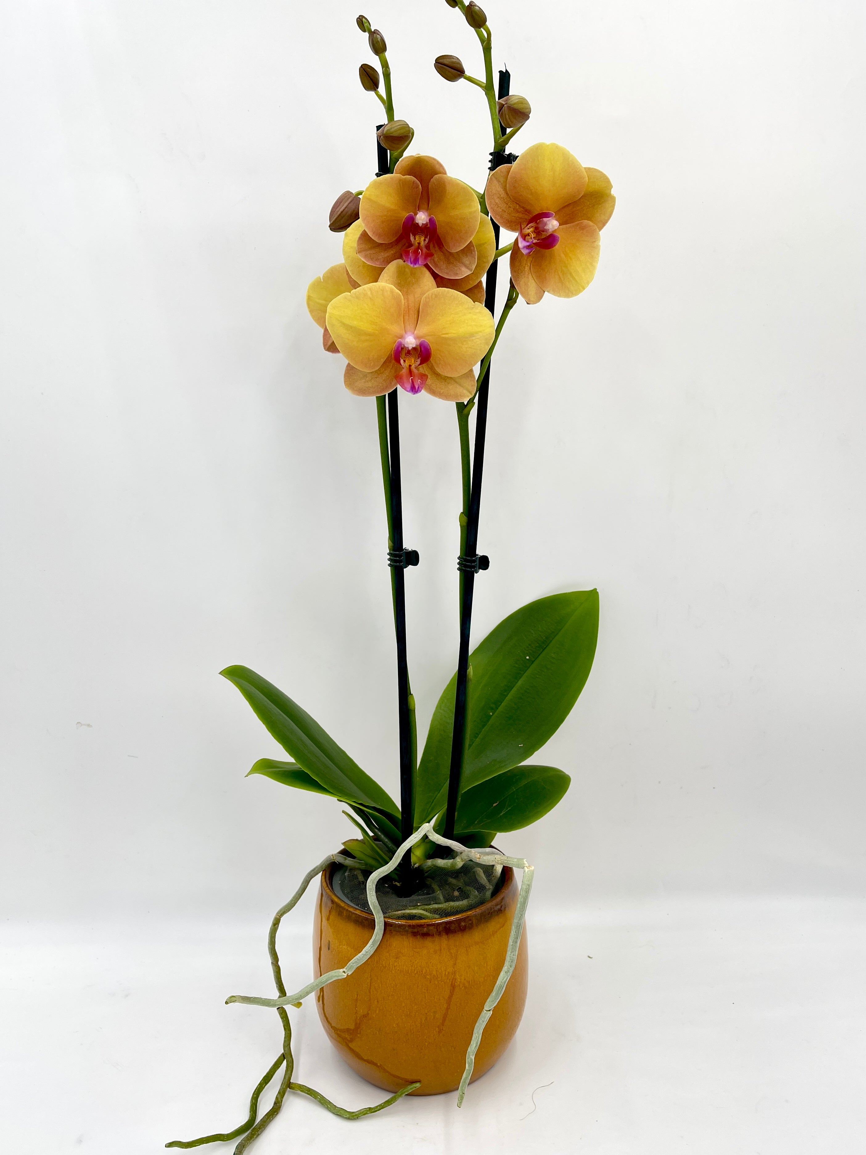 Phalaenopsis Buddha Orchid – Elegant Indoor Orchid Plant | Easy Care Houseplant