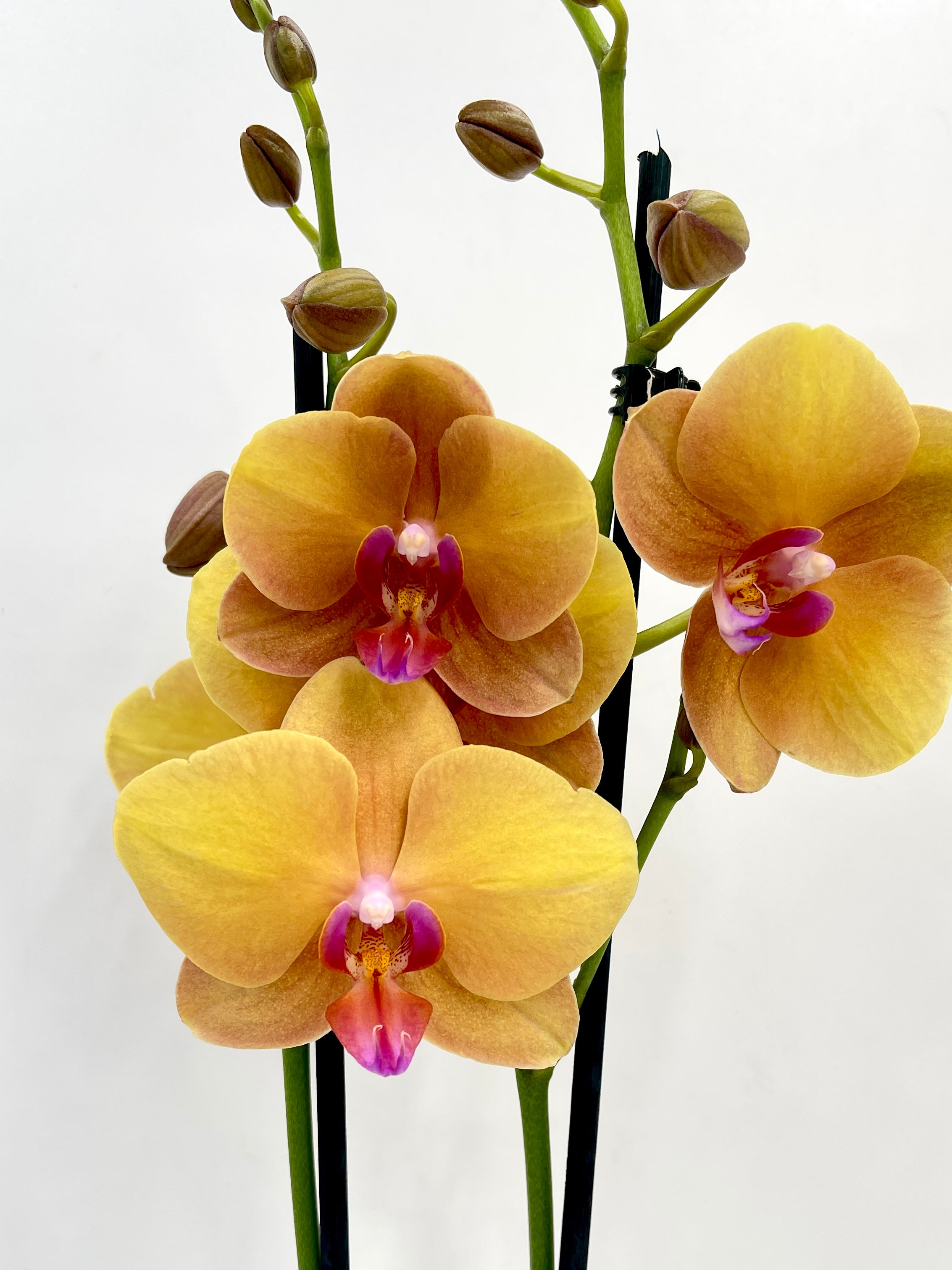 Phalaenopsis Buddha Orchid – Elegant Indoor Orchid Plant | Easy Care Houseplant