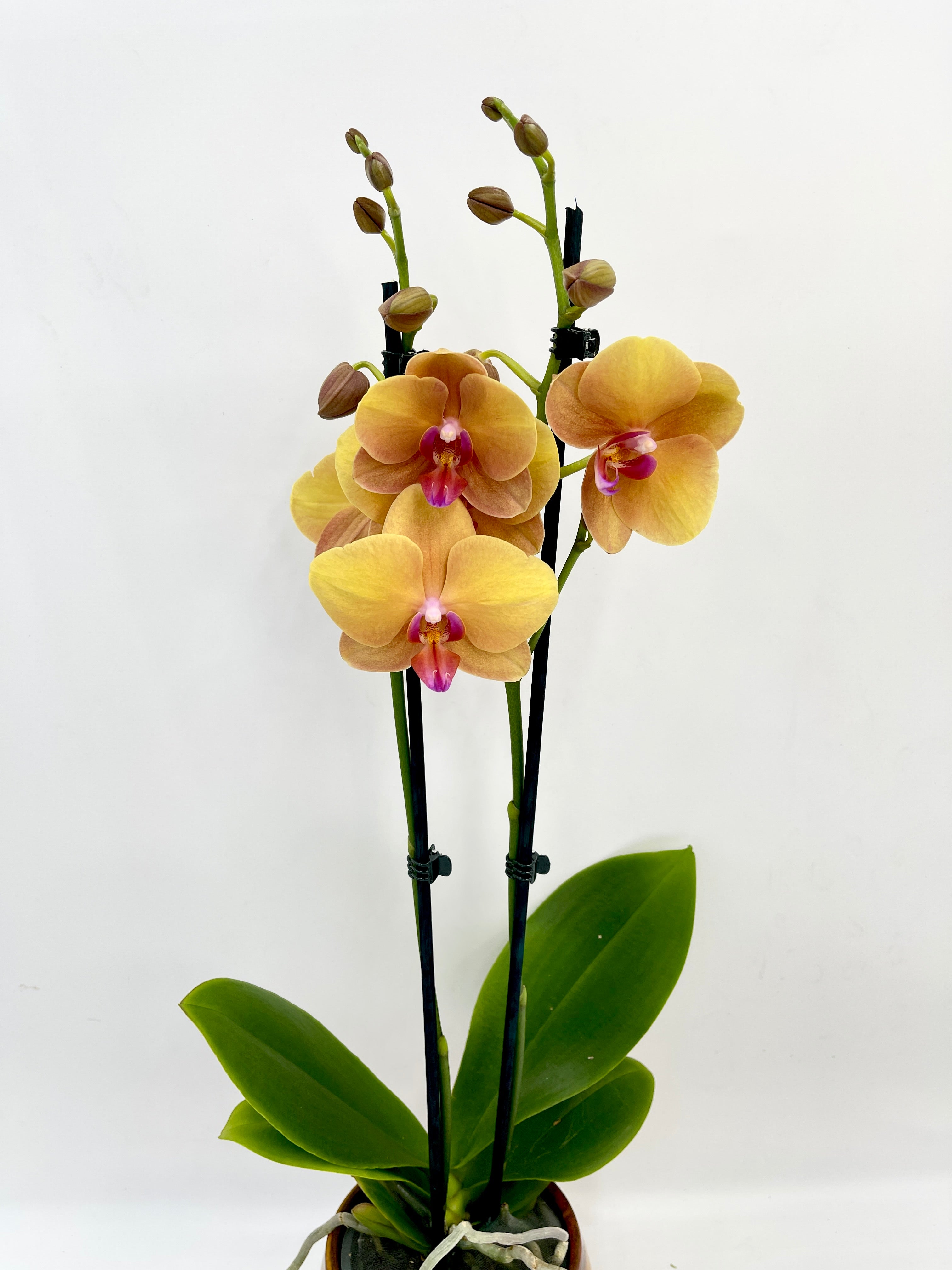 Phalaenopsis Buddha Orchid – Elegant Indoor Orchid Plant | Easy Care Houseplant