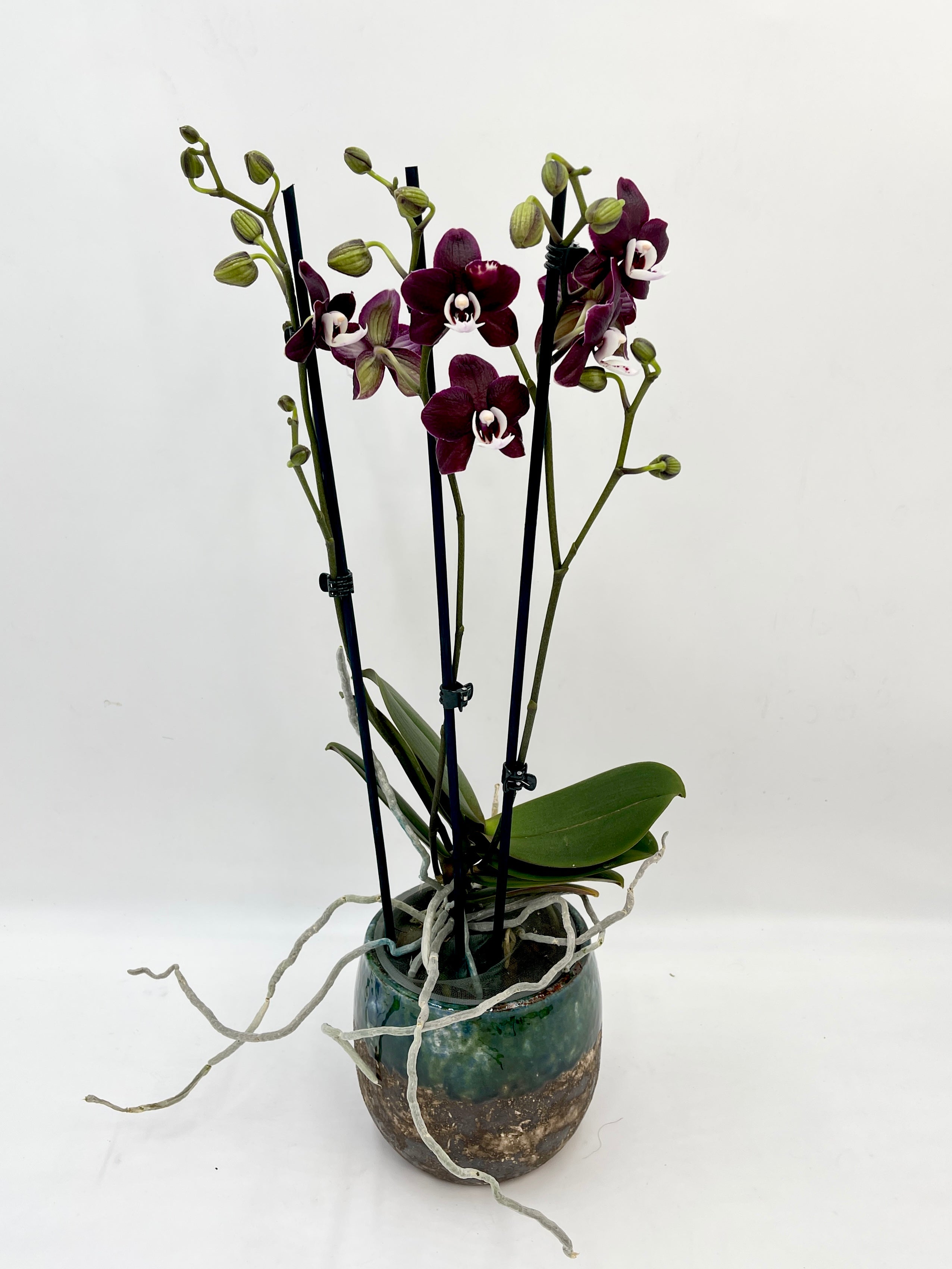 Phalaenopsis Kaoda Twinkle - Rare Exotic Orchid