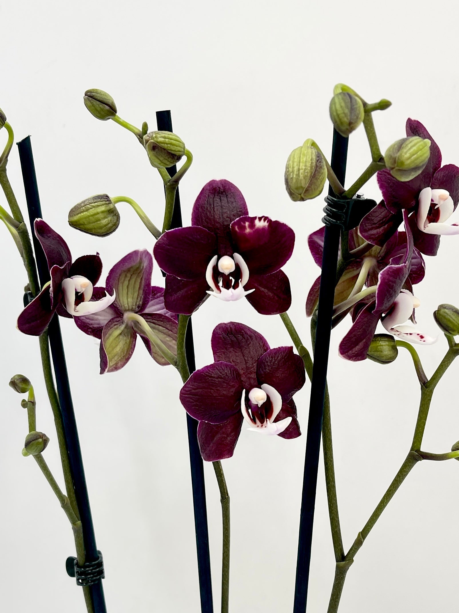 Phalaenopsis Kaoda Twinkle - Rare Exotic Orchid