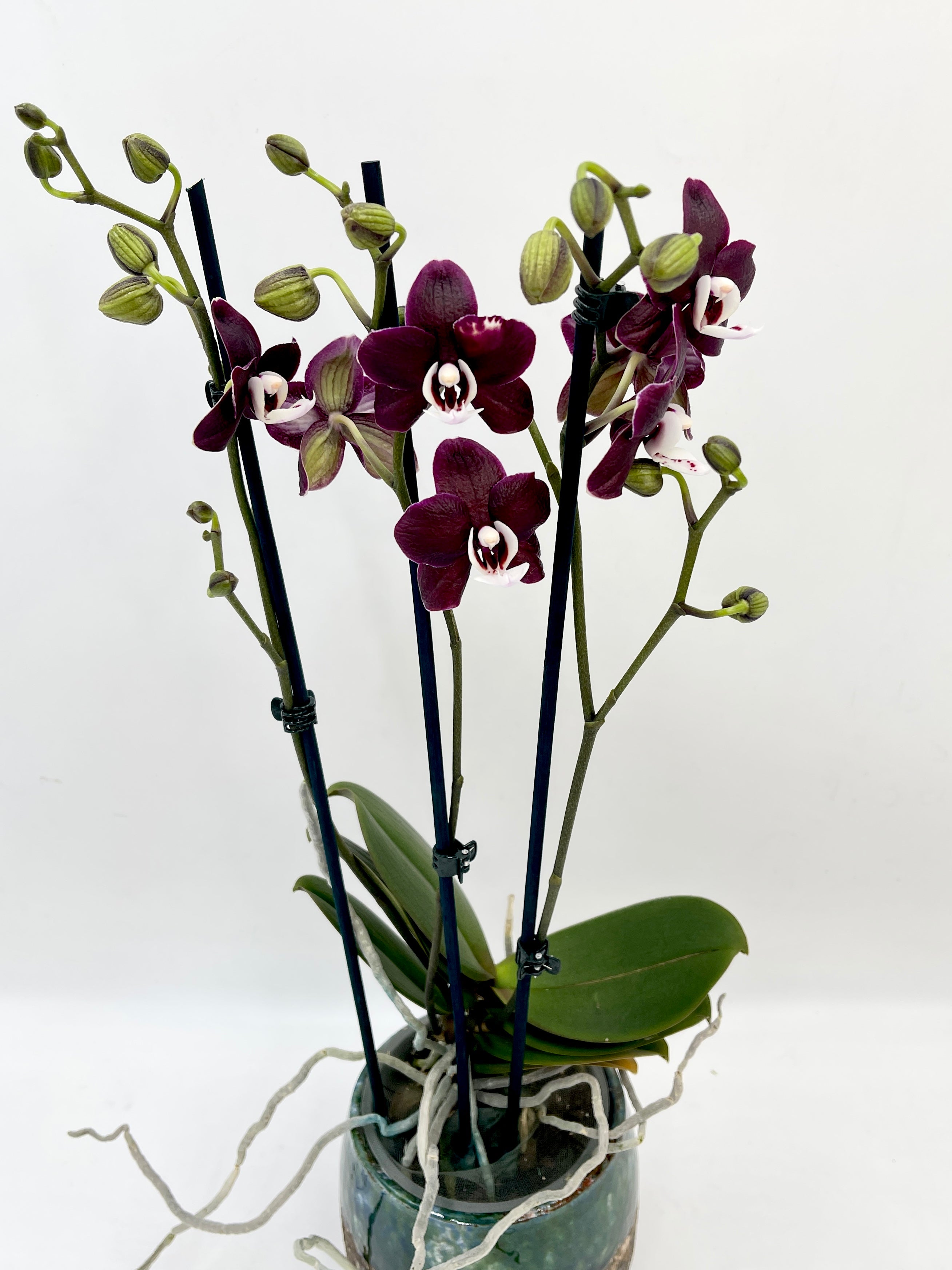 Phalaenopsis Kaoda Twinkle - Rare Exotic Orchid