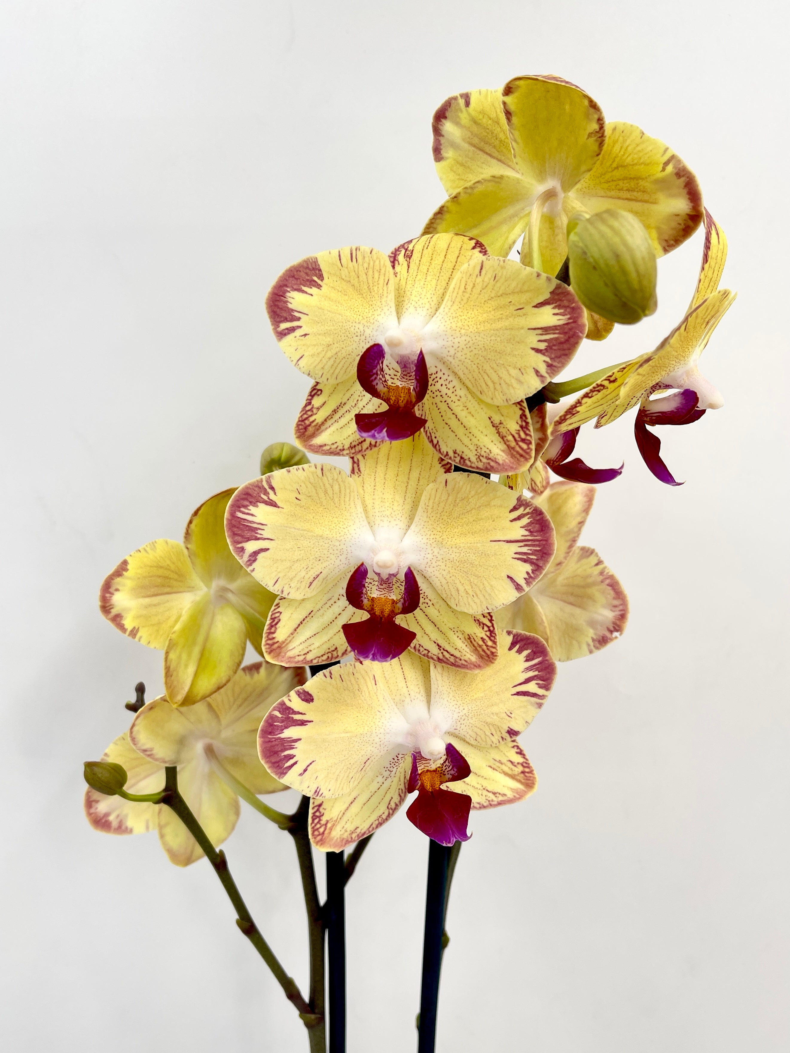 Phalaenopsis Papagayo Orchid - Rare Colourful Orchid | Easy Care Indoor Houseplant