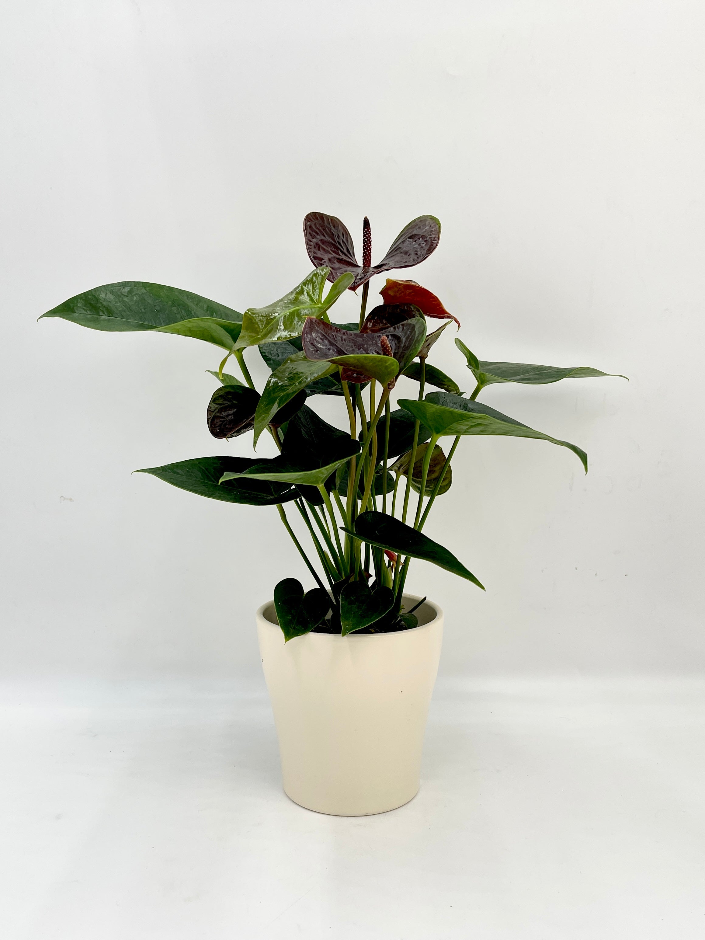 Anthurium Black Love – A Black Flowering Anthurium Plant