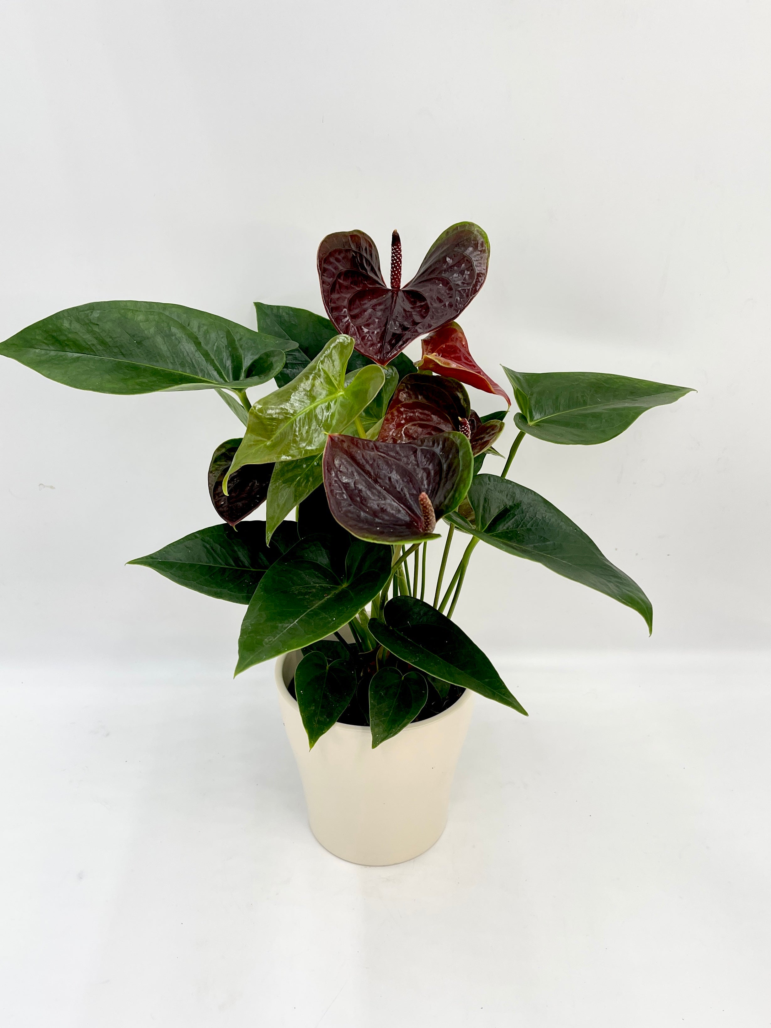 Anthurium Black Love – A Black Flowering Anthurium Plant