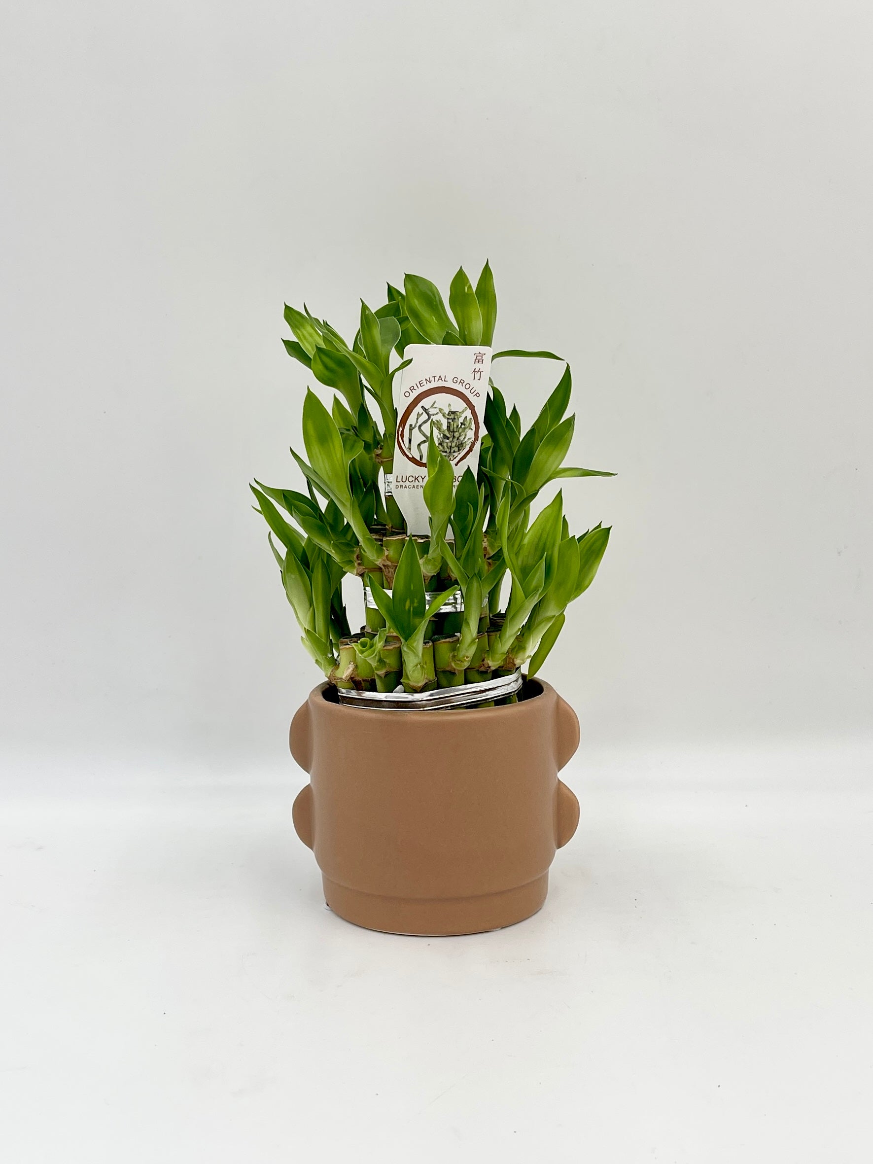 Dracaena Sanderiana, Water Bamboo Houseplant in the Ceramic