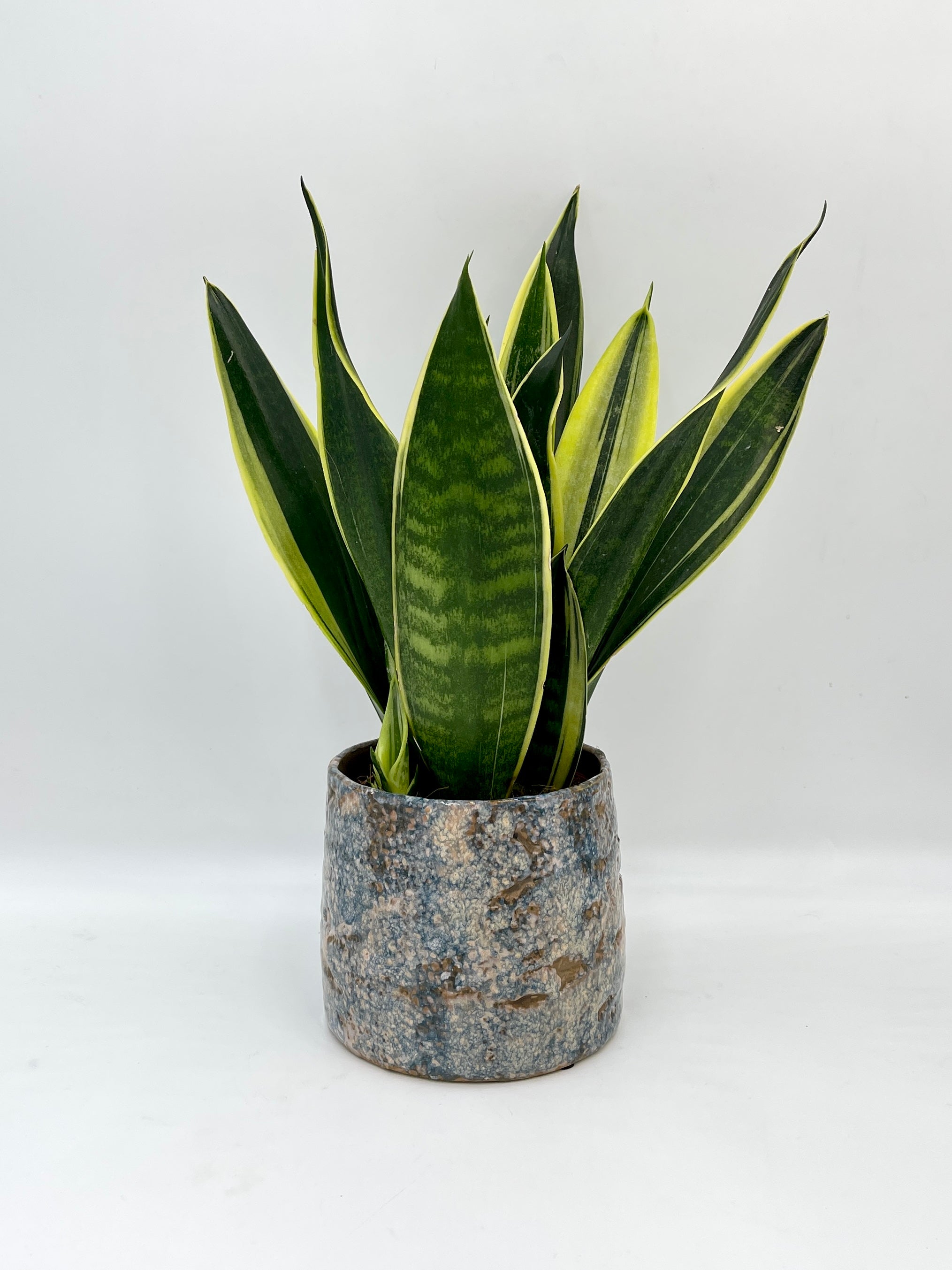 Sansevieria trifasciata Canary – Canary Snake Plant | Easy-Care Indoor Plant