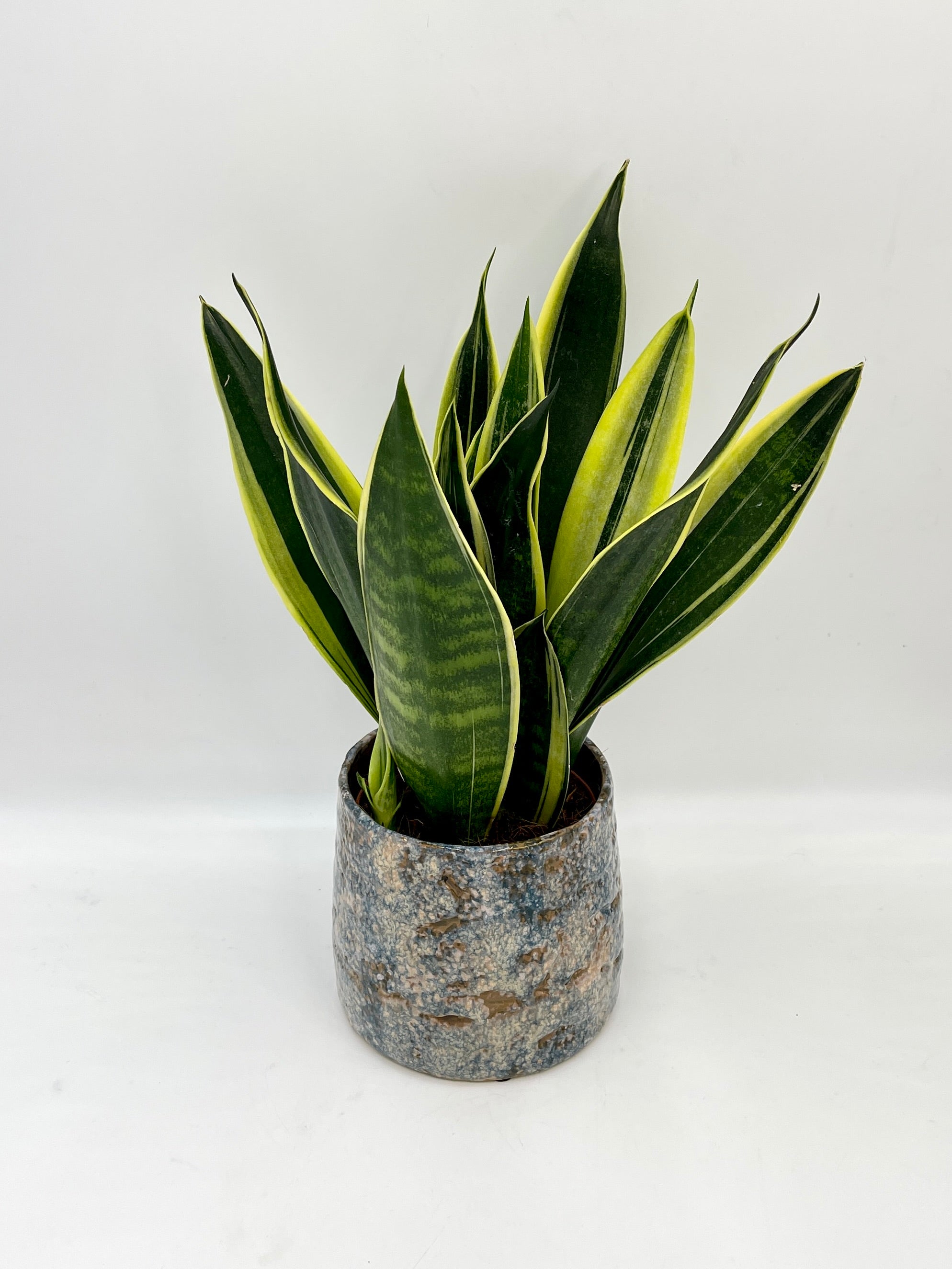 Sansevieria trifasciata Canary – Canary Snake Plant | Easy-Care Indoor Plant