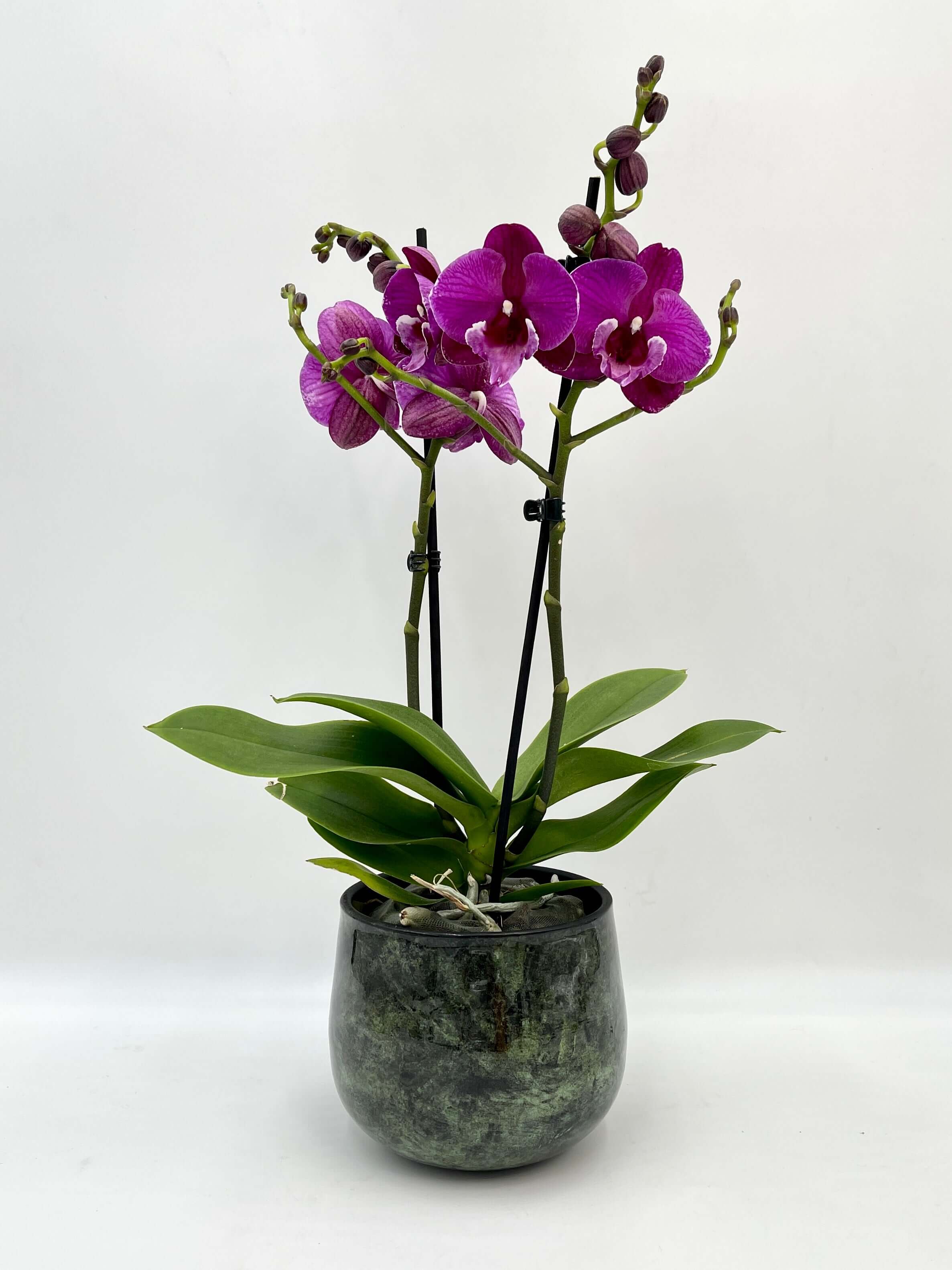 Purple Orchid - Phalaenopsis Julita - Big Lip Orchid