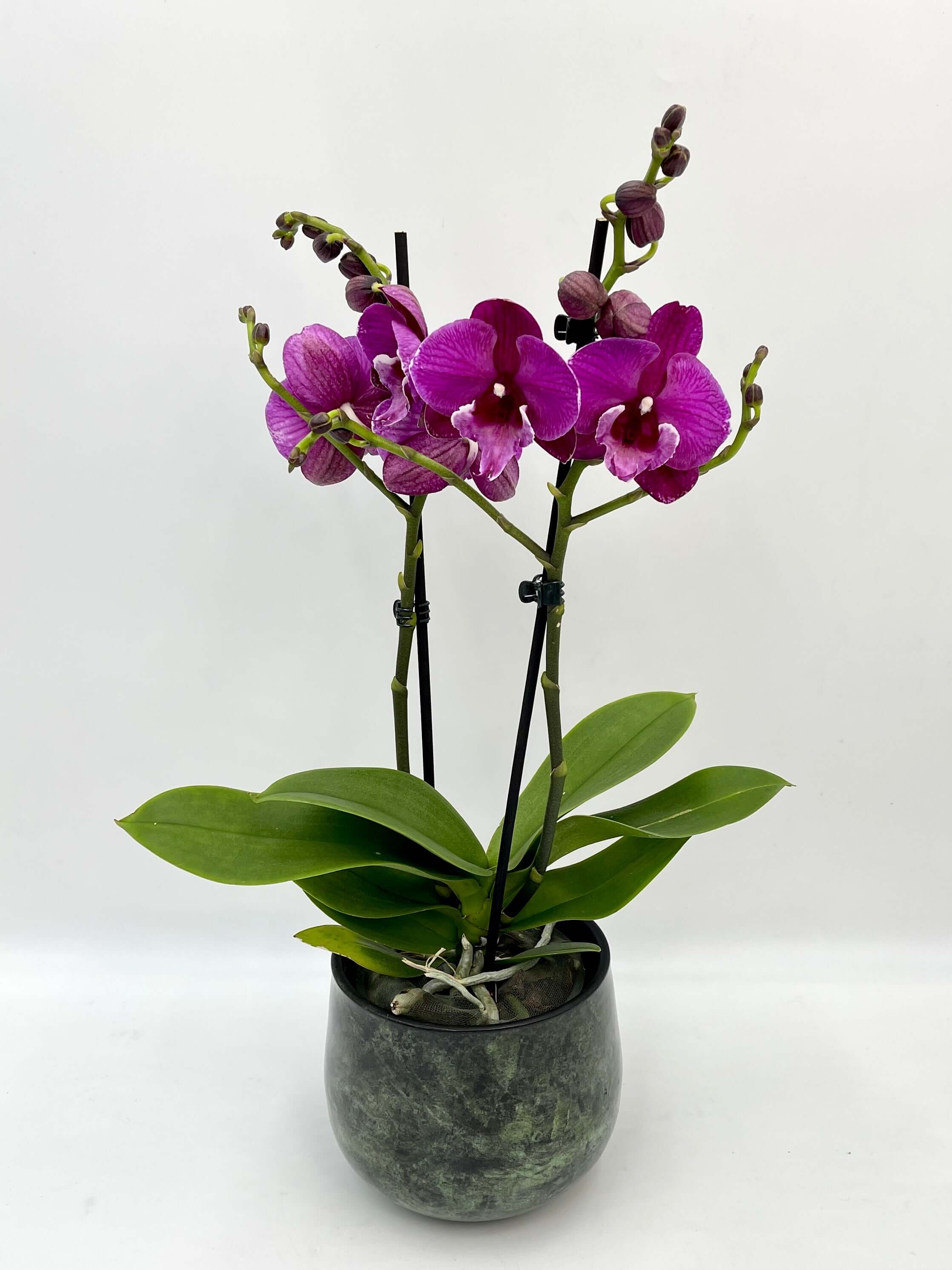 Purple Orchid - Phalaenopsis Julita - Big Lip Orchid