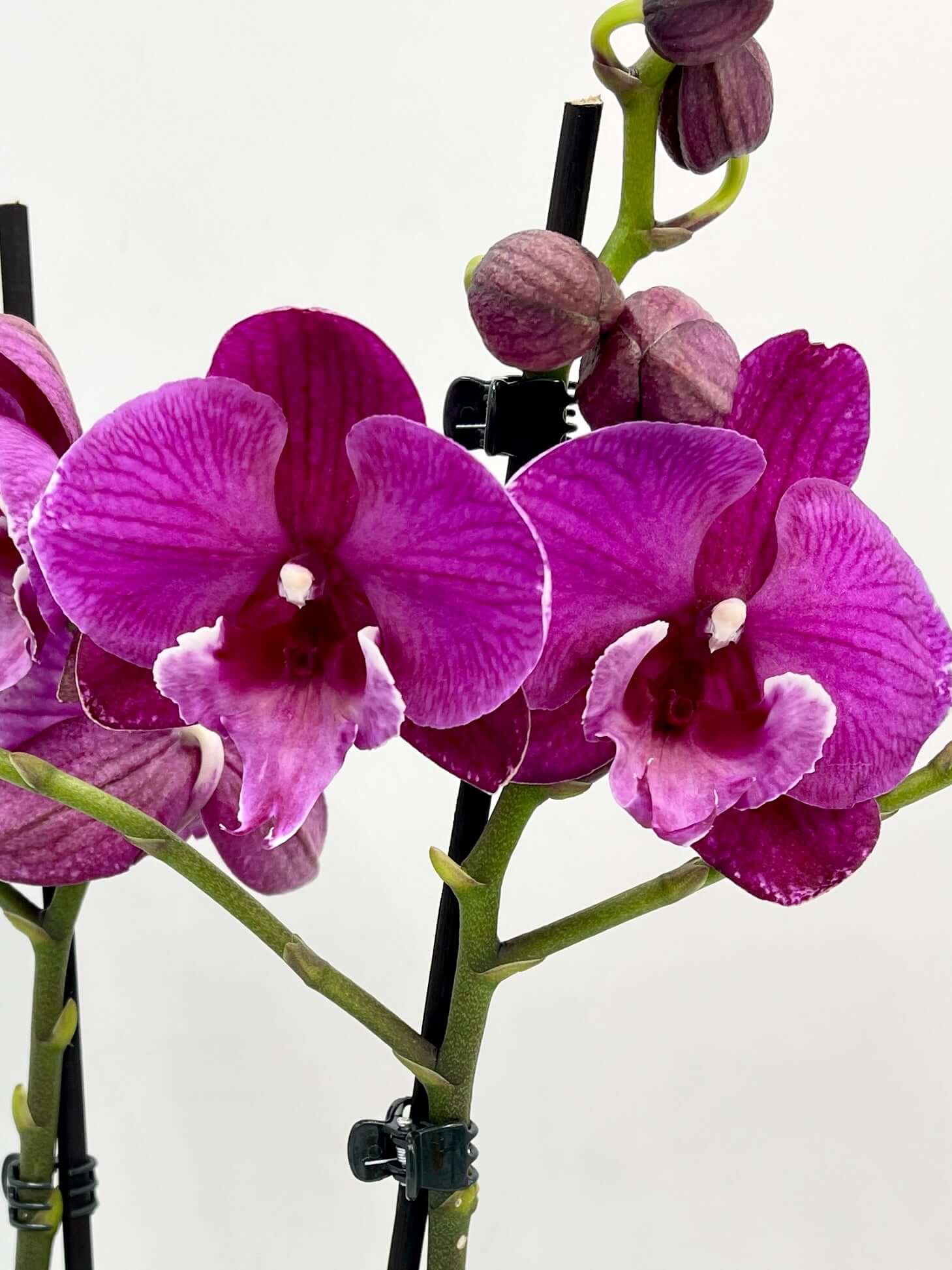 Purple Orchid - Phalaenopsis Julita - Big Lip Orchid