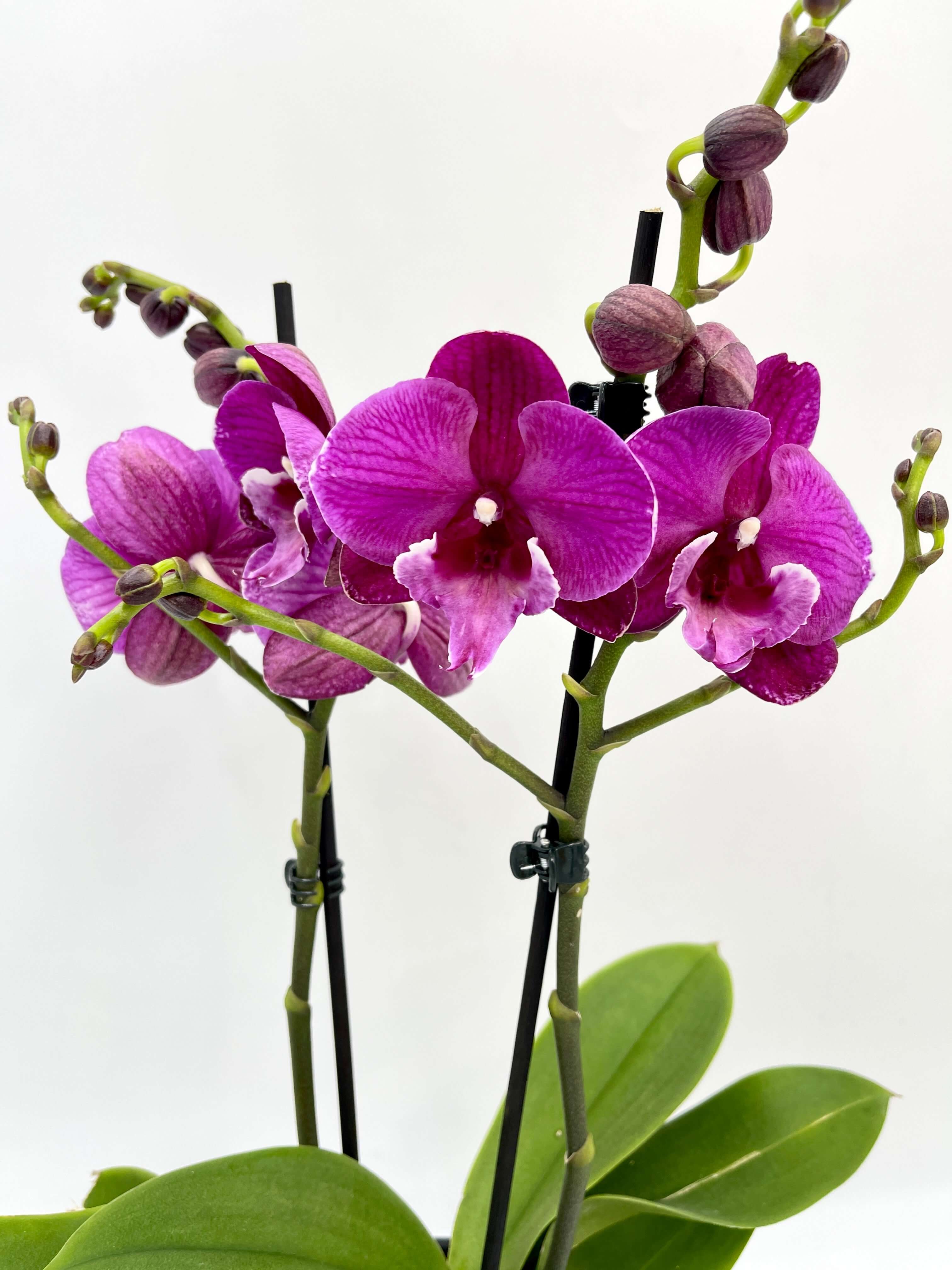 Purple Orchid - Phalaenopsis Julita - Big Lip Orchid