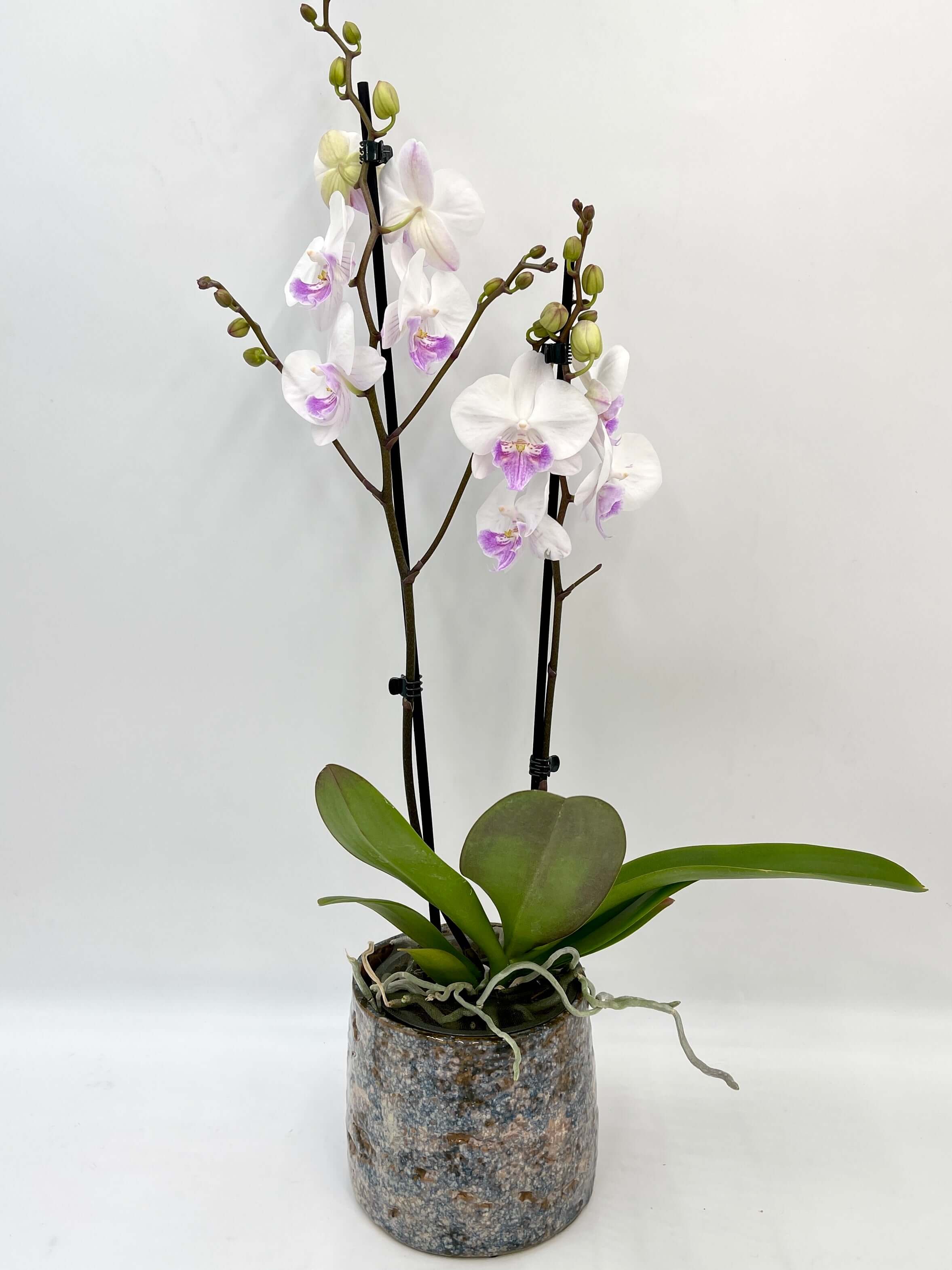 Big Lip Orchid - Phalaenopsis Mia - White & Purple Orchid - 60cm