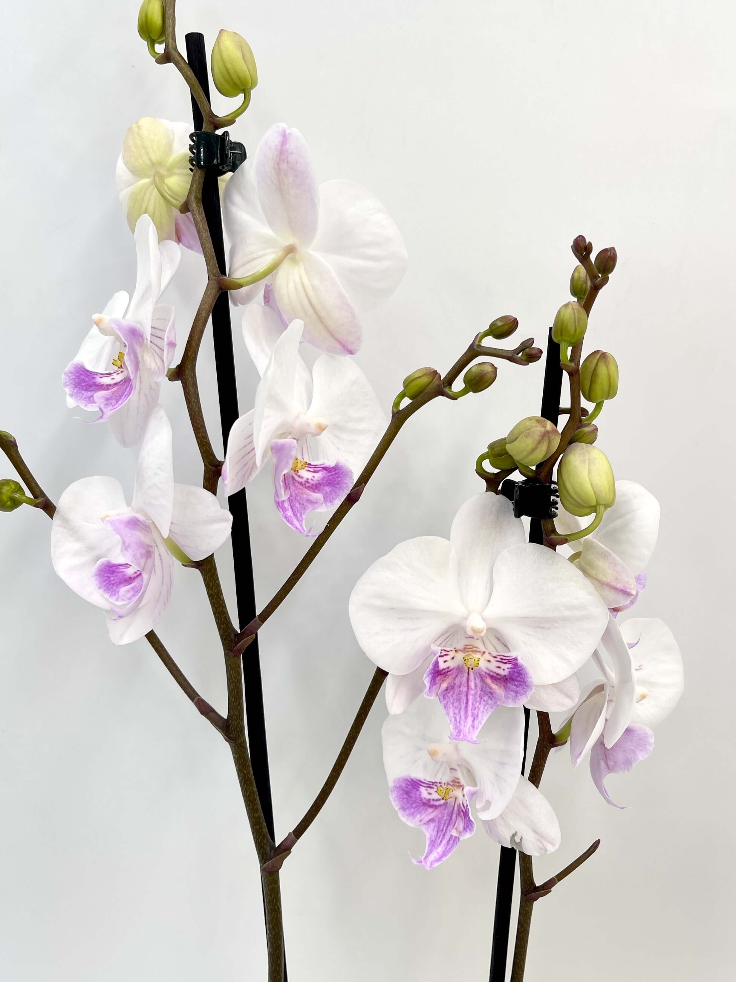 Big Lip Orchid - Phalaenopsis Mia - White & Purple Orchid - 60cm