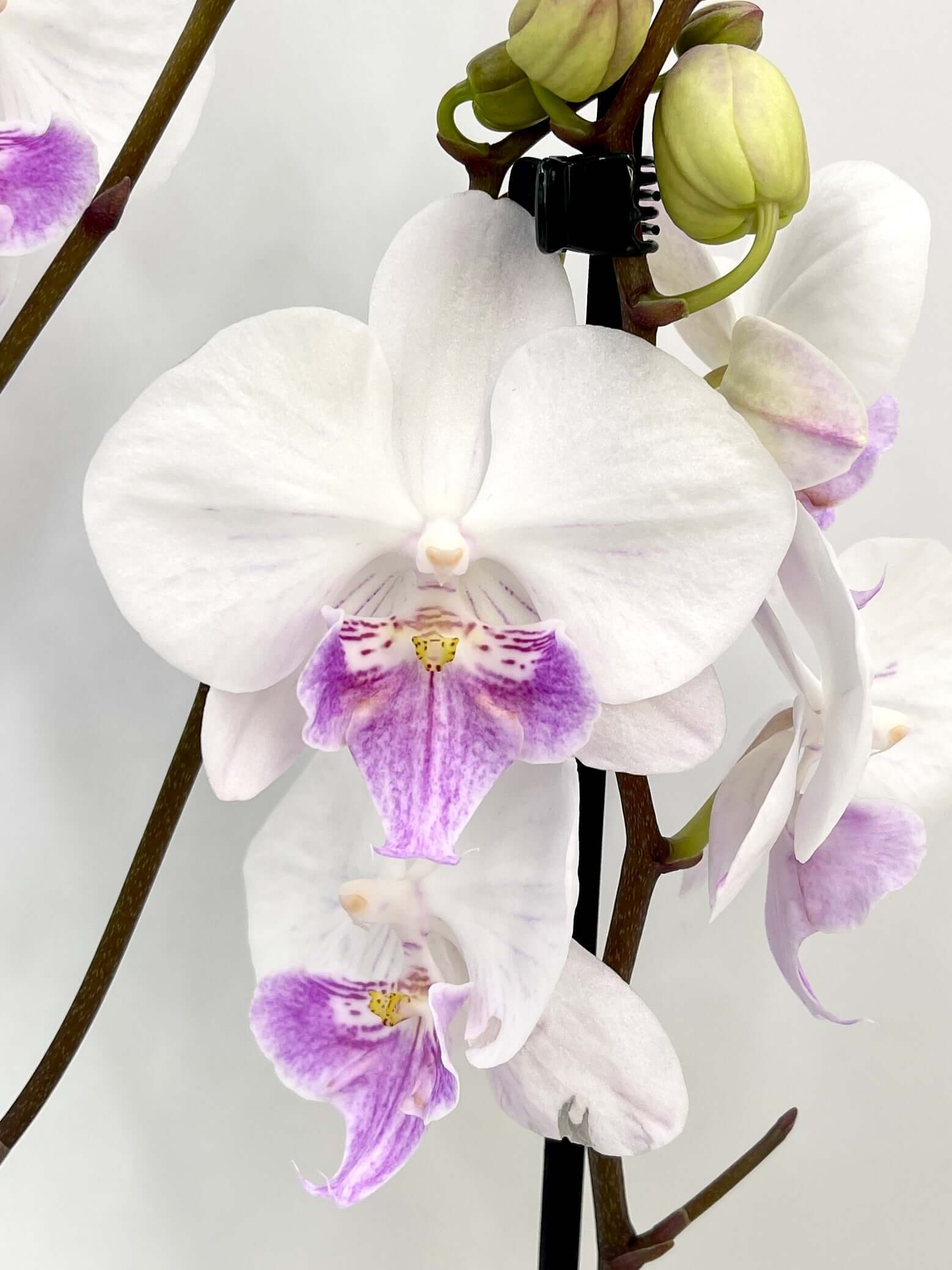 Big Lip Orchid - Phalaenopsis Mia - White & Purple Orchid - 60cm