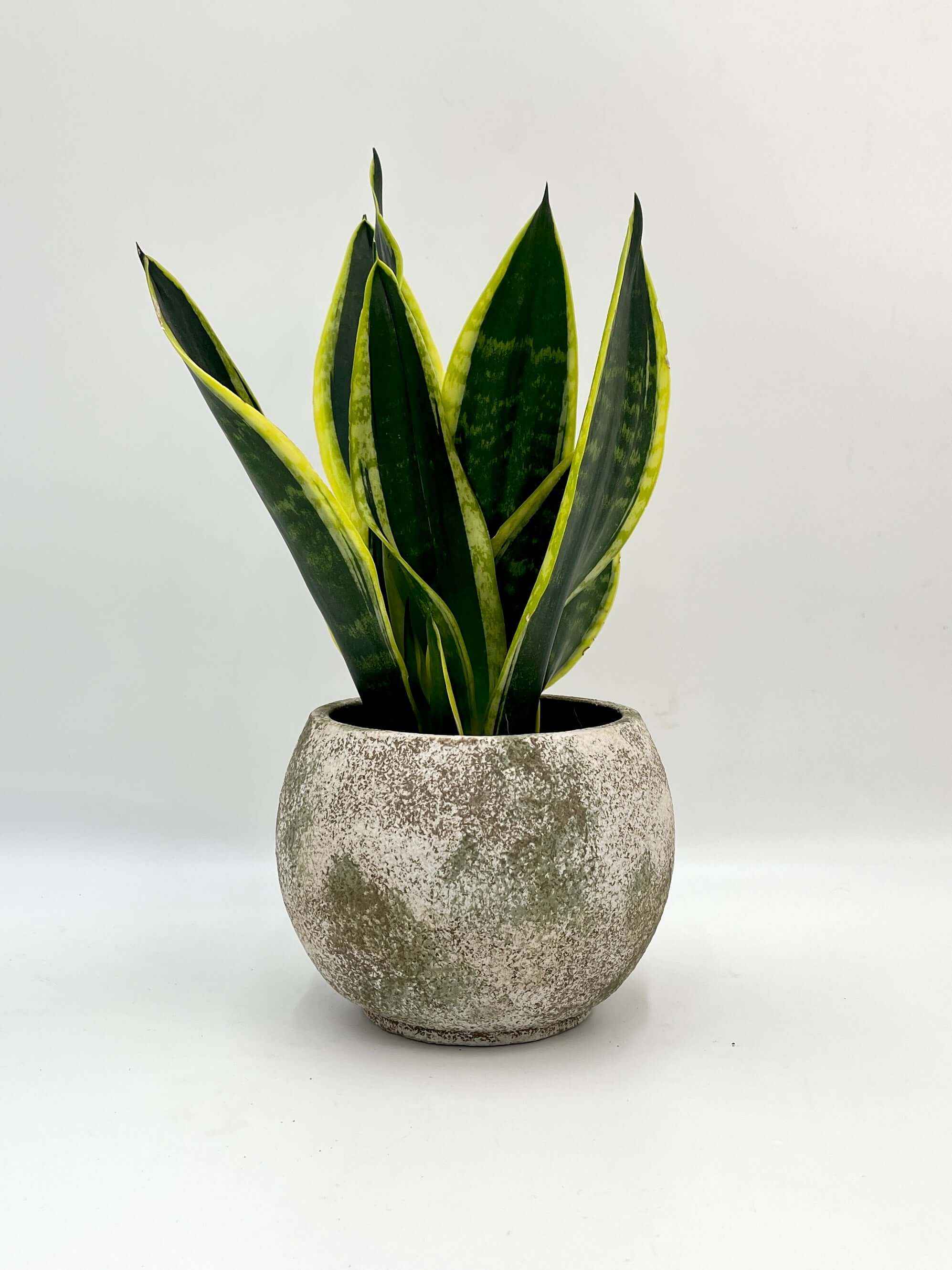 Tommy Ceramic Plant Pot, Light Green & Beige, Multiple Sizes