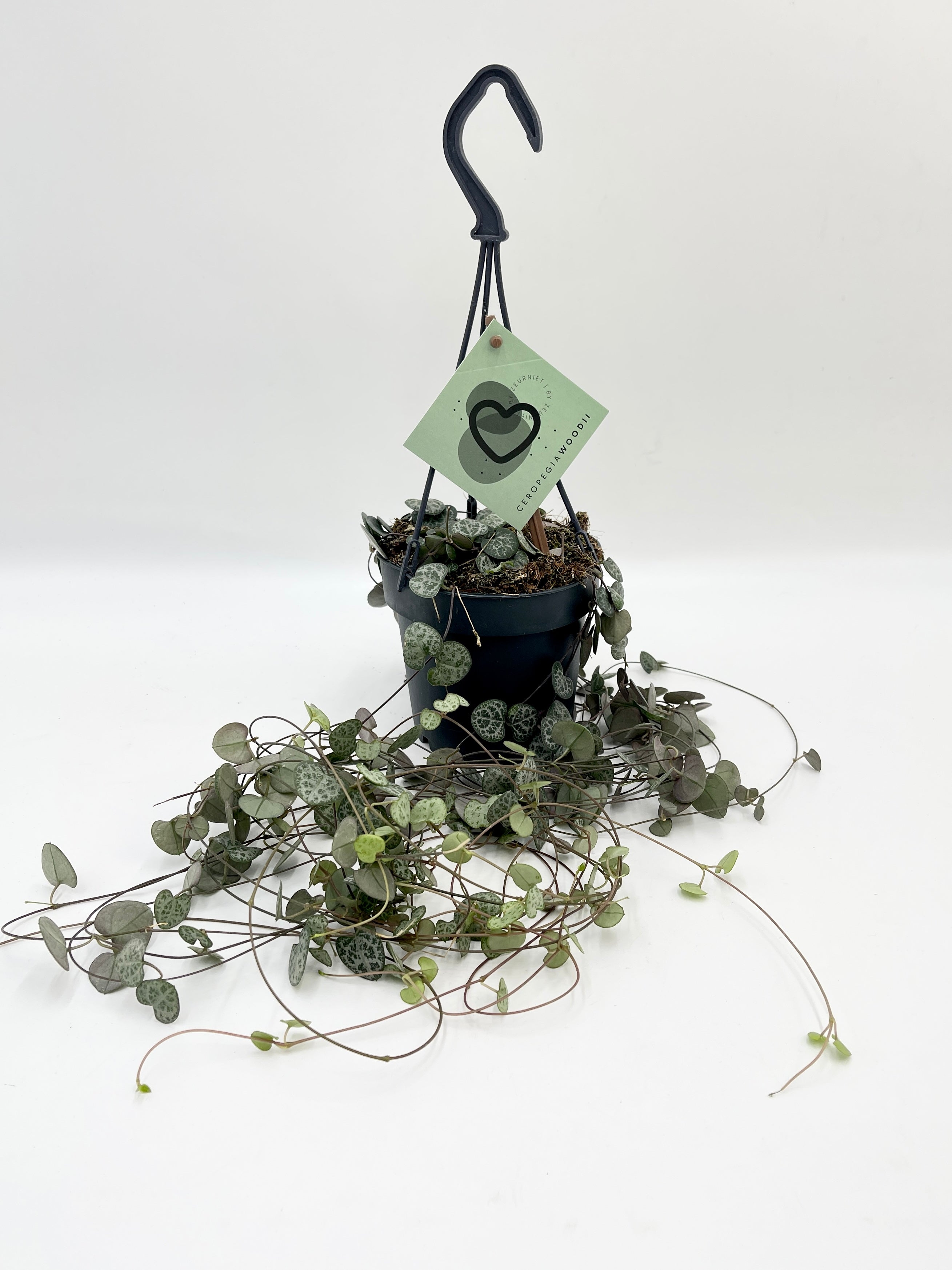 Ceropegia Woodii, String of Hearts