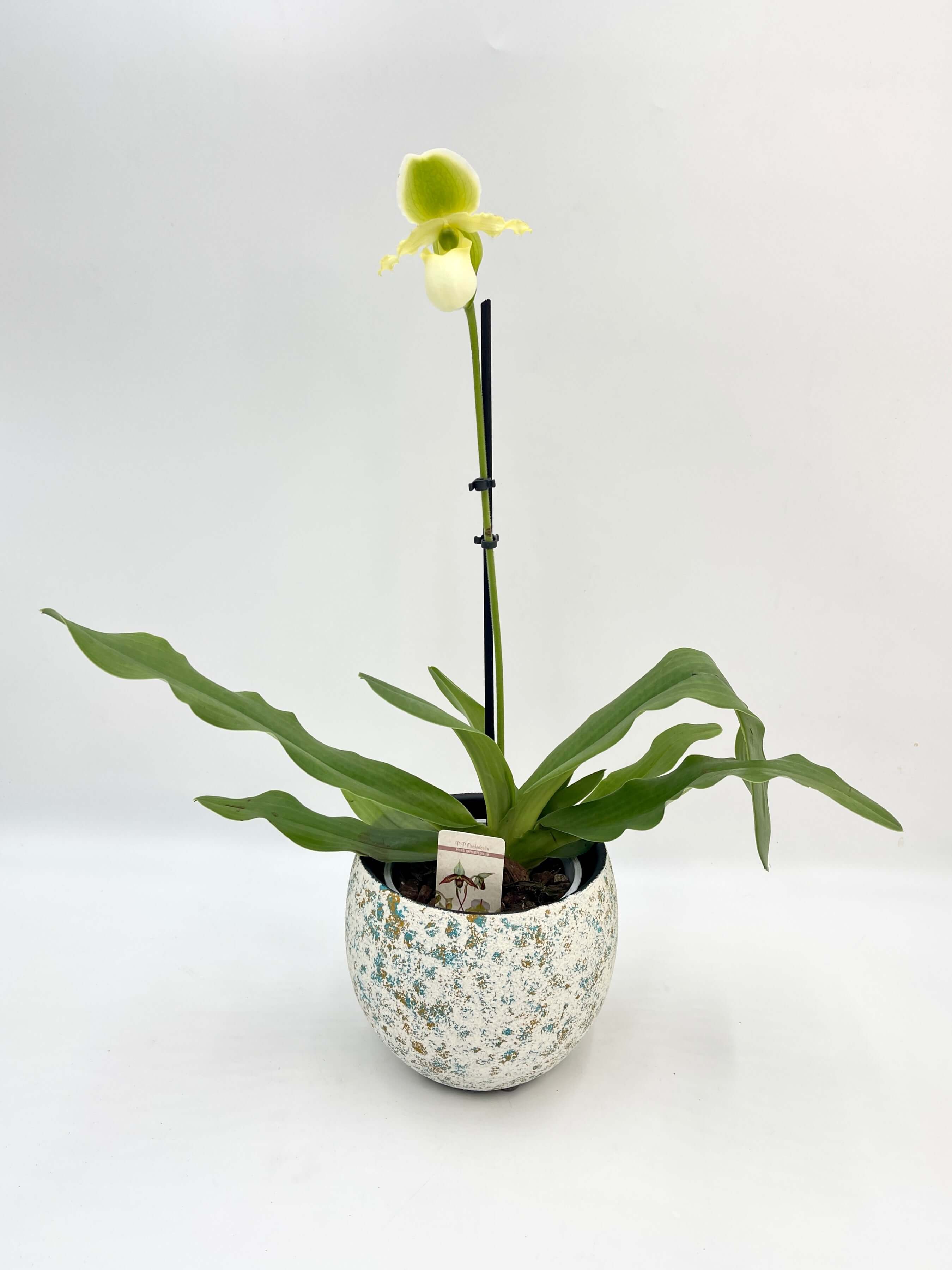 Venus slipper orchid Paphiopedilum gratrixianum Pinocchio in bloom with dramatic pouch-shaped flower, rare indoor orchid UK