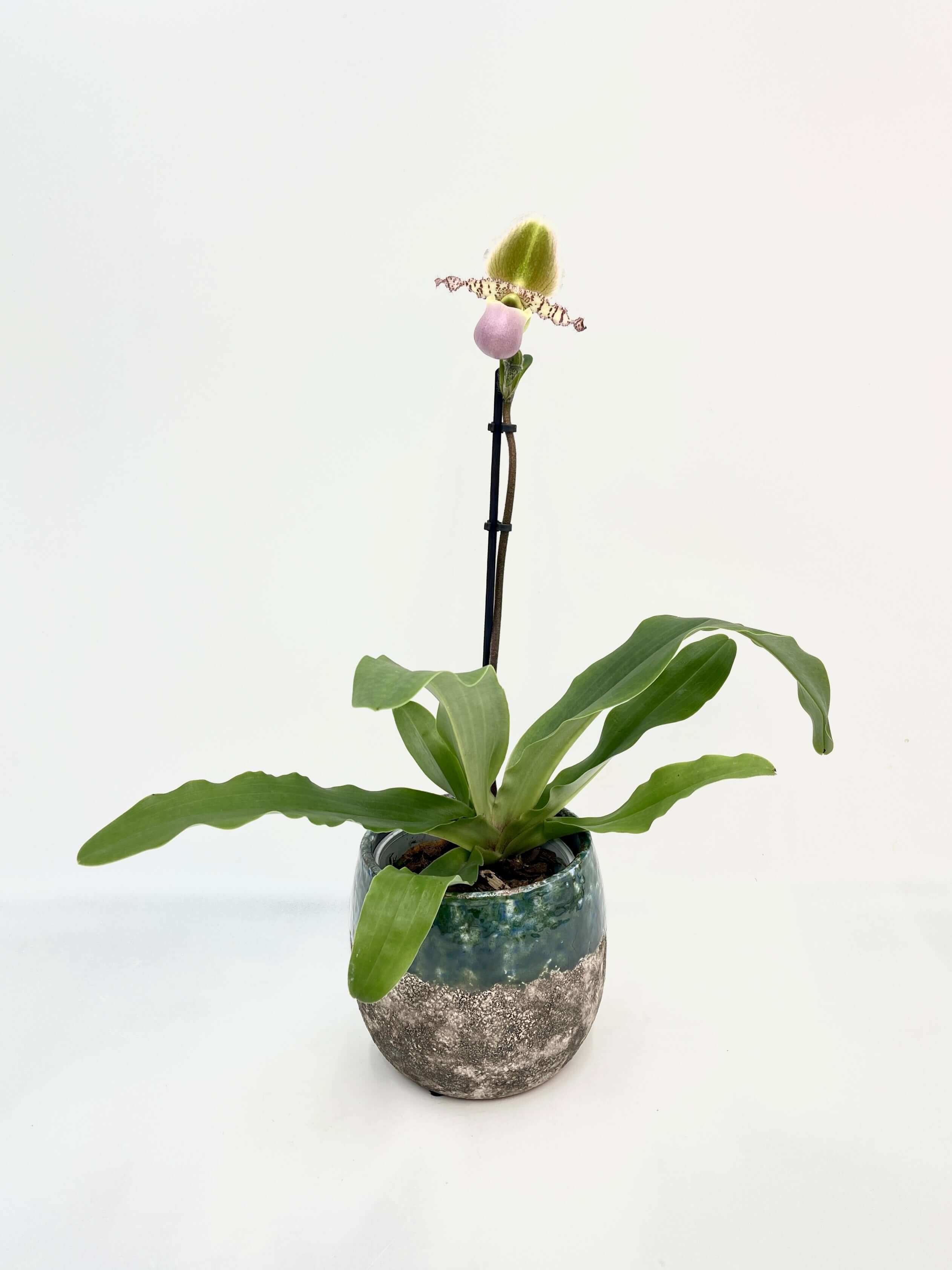Venus slipper orchid Paphiopedilum gratrixianum Pinocchio in bloom with dramatic pouch-shaped flower, rare indoor orchid UK
