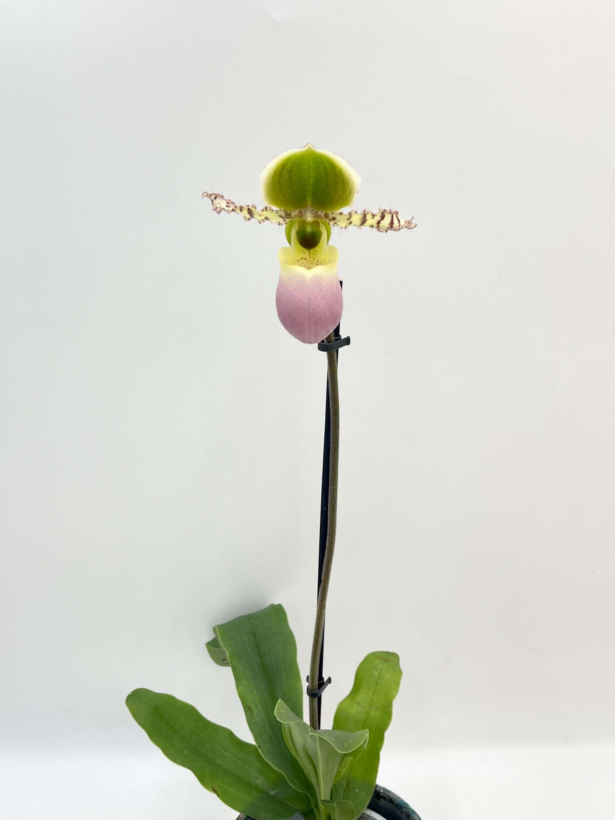 Venus slipper orchid Paphiopedilum gratrixianum Pinocchio in bloom with dramatic pouch-shaped flower, rare indoor orchid UK