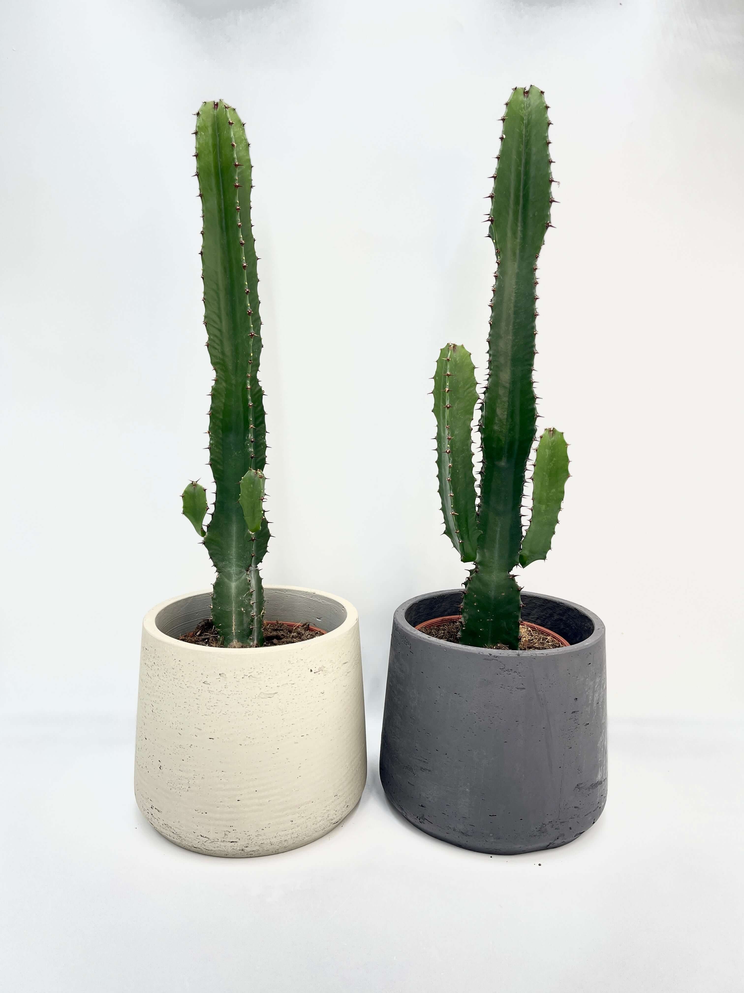 Euphorbia Acrurensis, Statement Cactus, 70-75cm