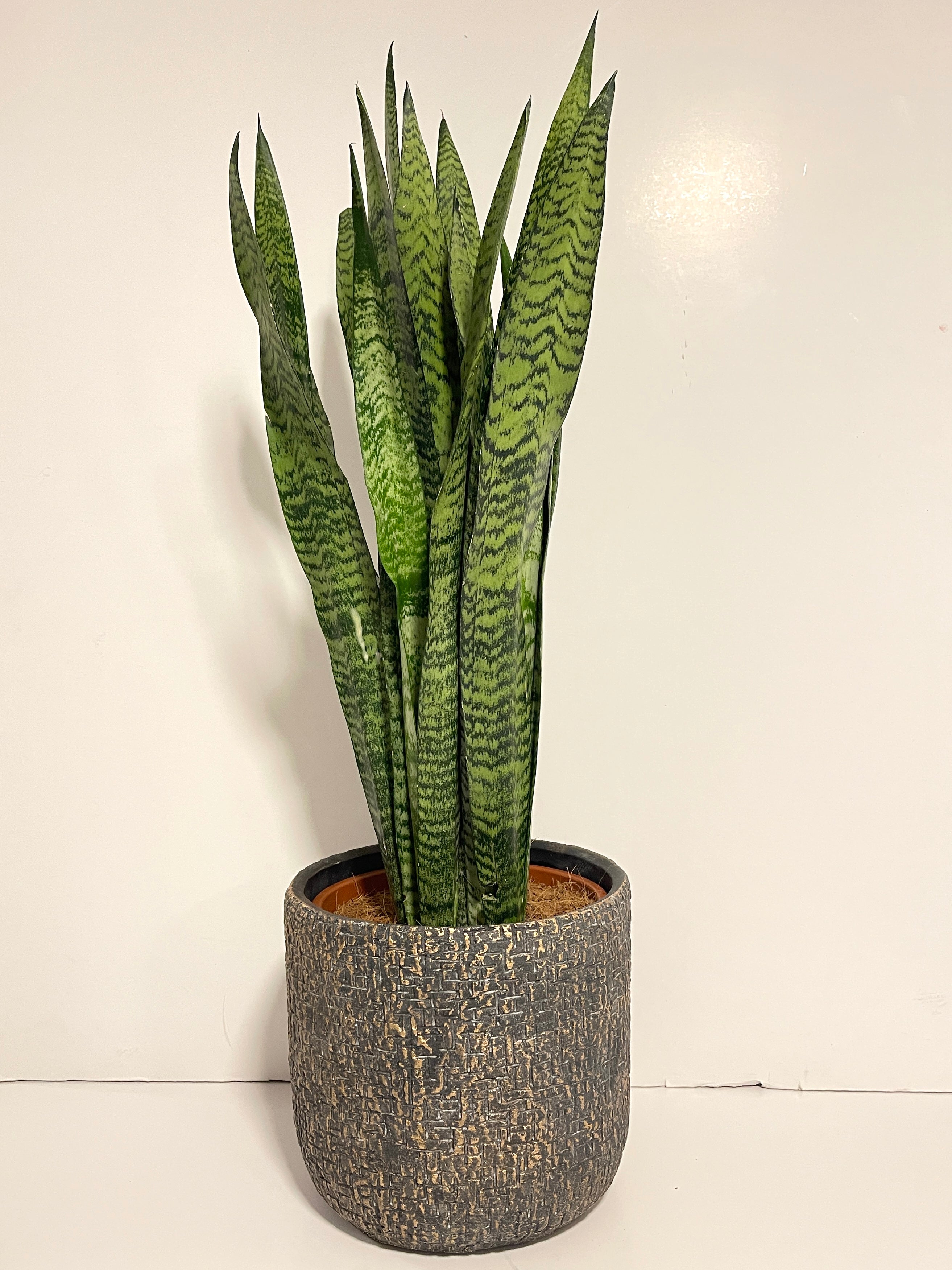Sansevieria Zeylanica | Architectural Mother-in-Law’s Tongue, 70-80cm