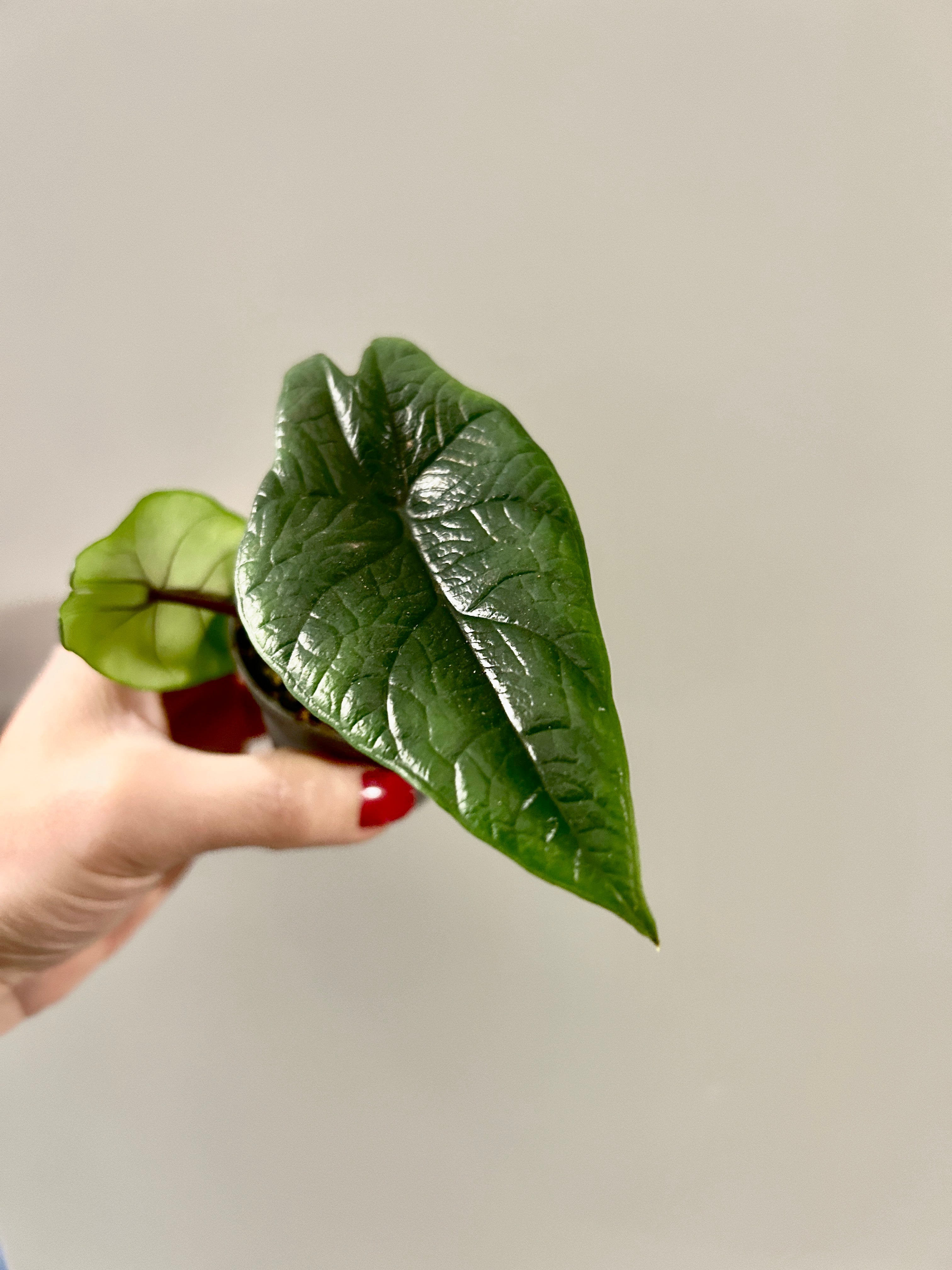 Alocasia Scalprum, Elephant Ears