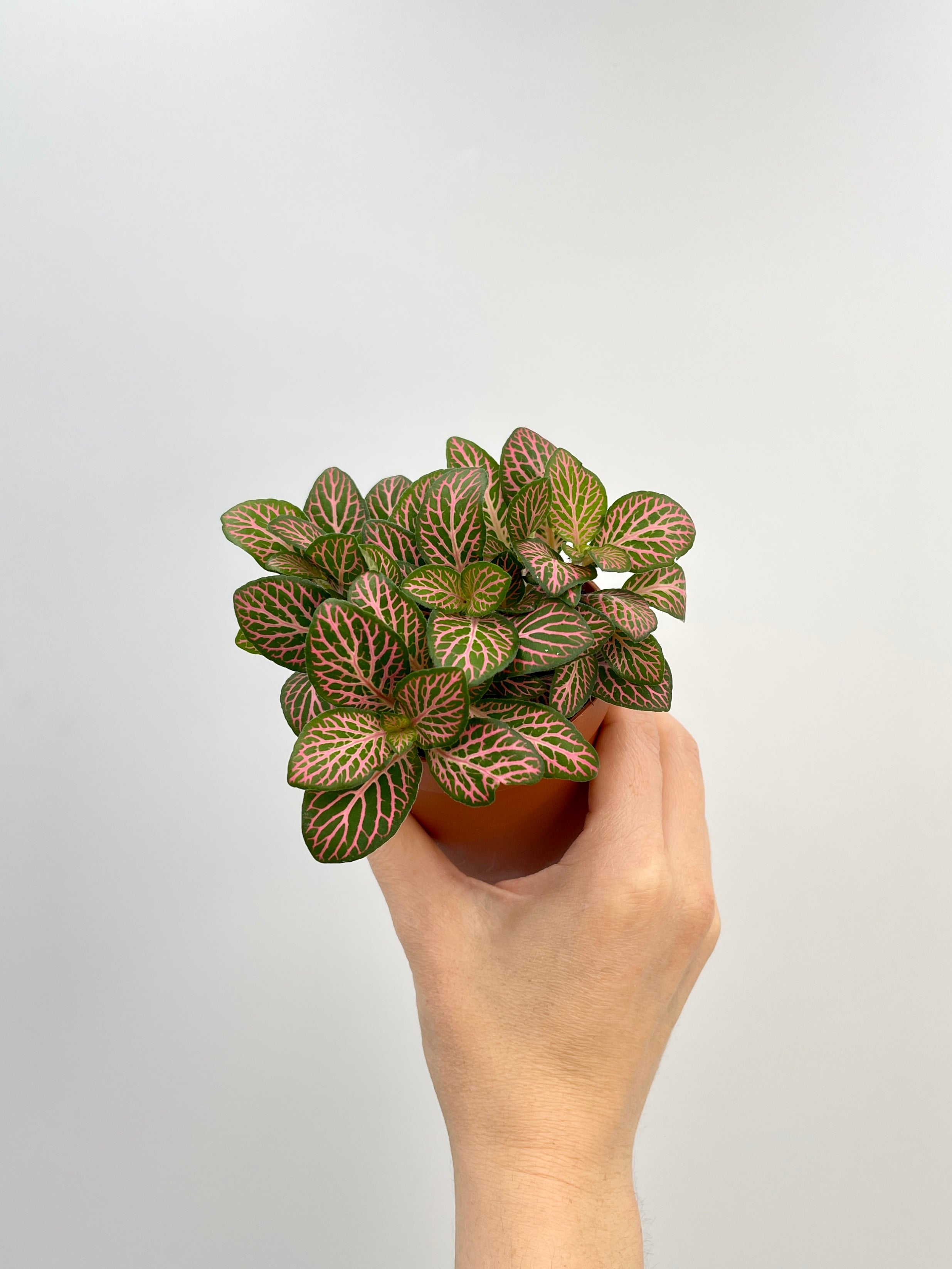 Fittonia Albivenis Plants, Limited Edition