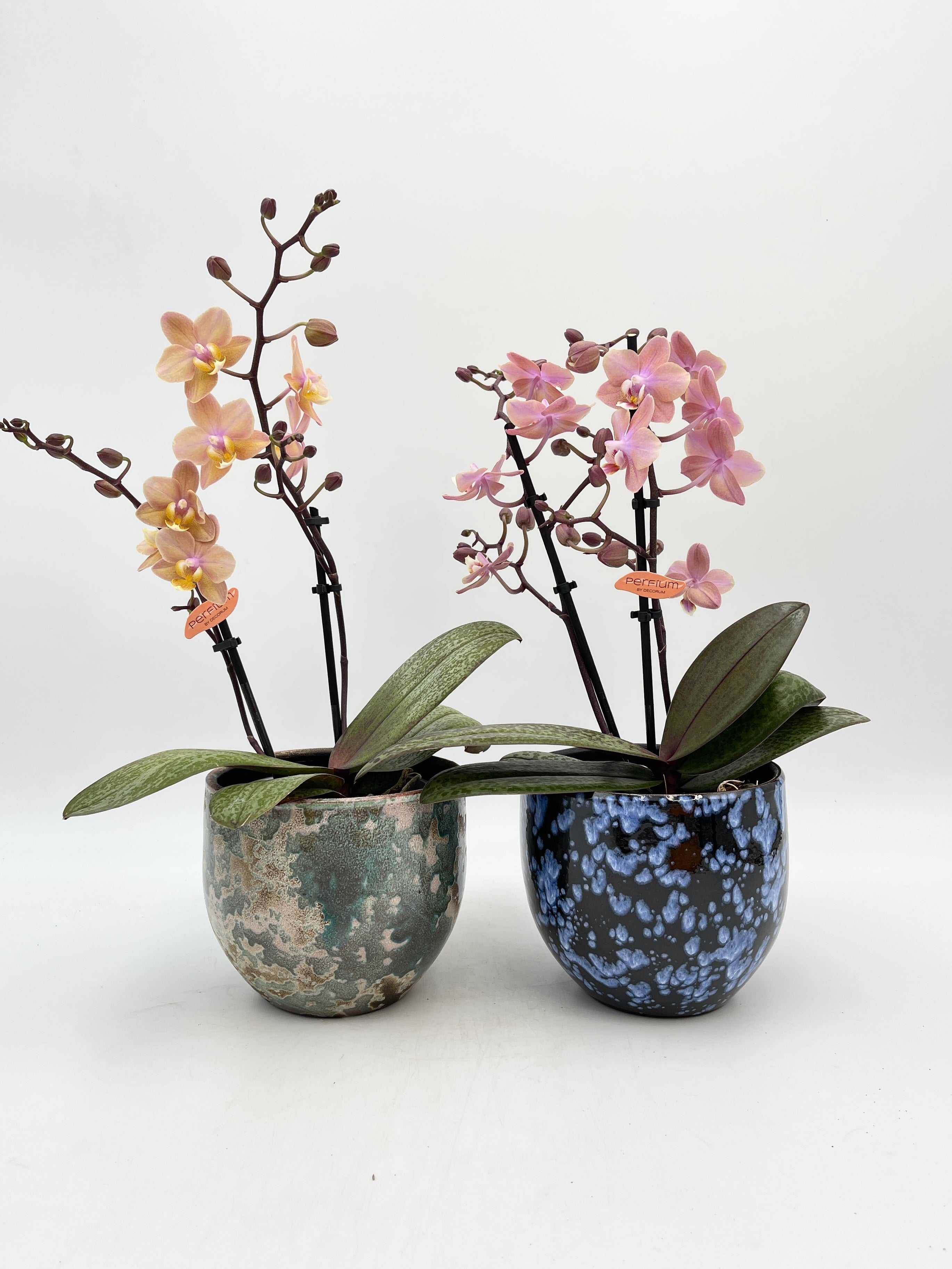 Aromio Scented Phalaenopsis Orchid, Perfíum Scention