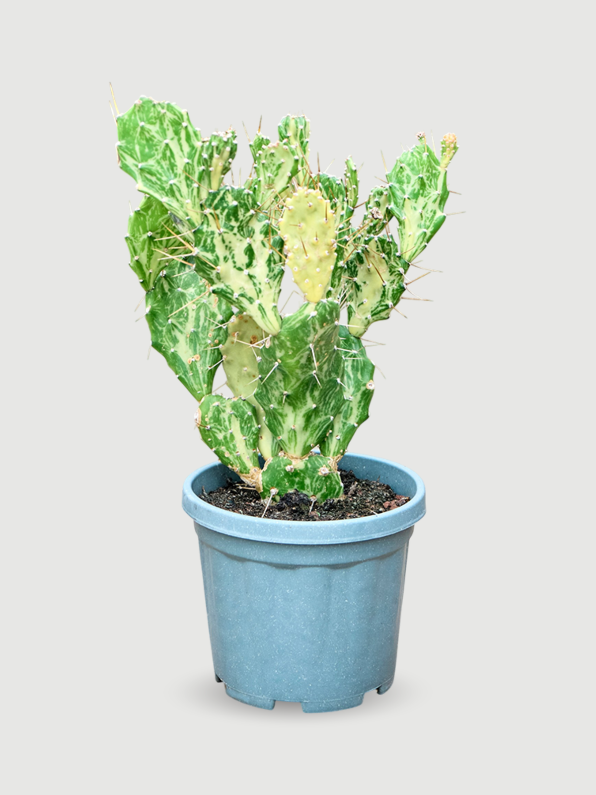 Opuntia jamaicensis 'Ghost' Branched