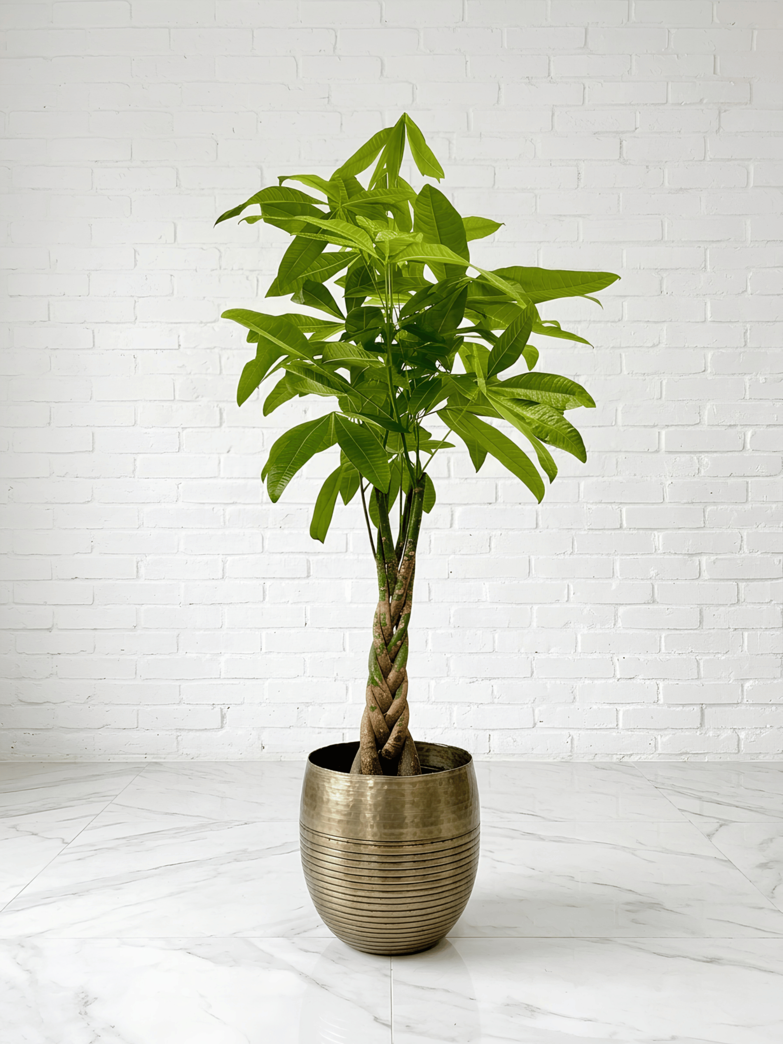 Pachira Aquatica, Money Tree in Metal Plant Pot, Plant & Pot Bundle