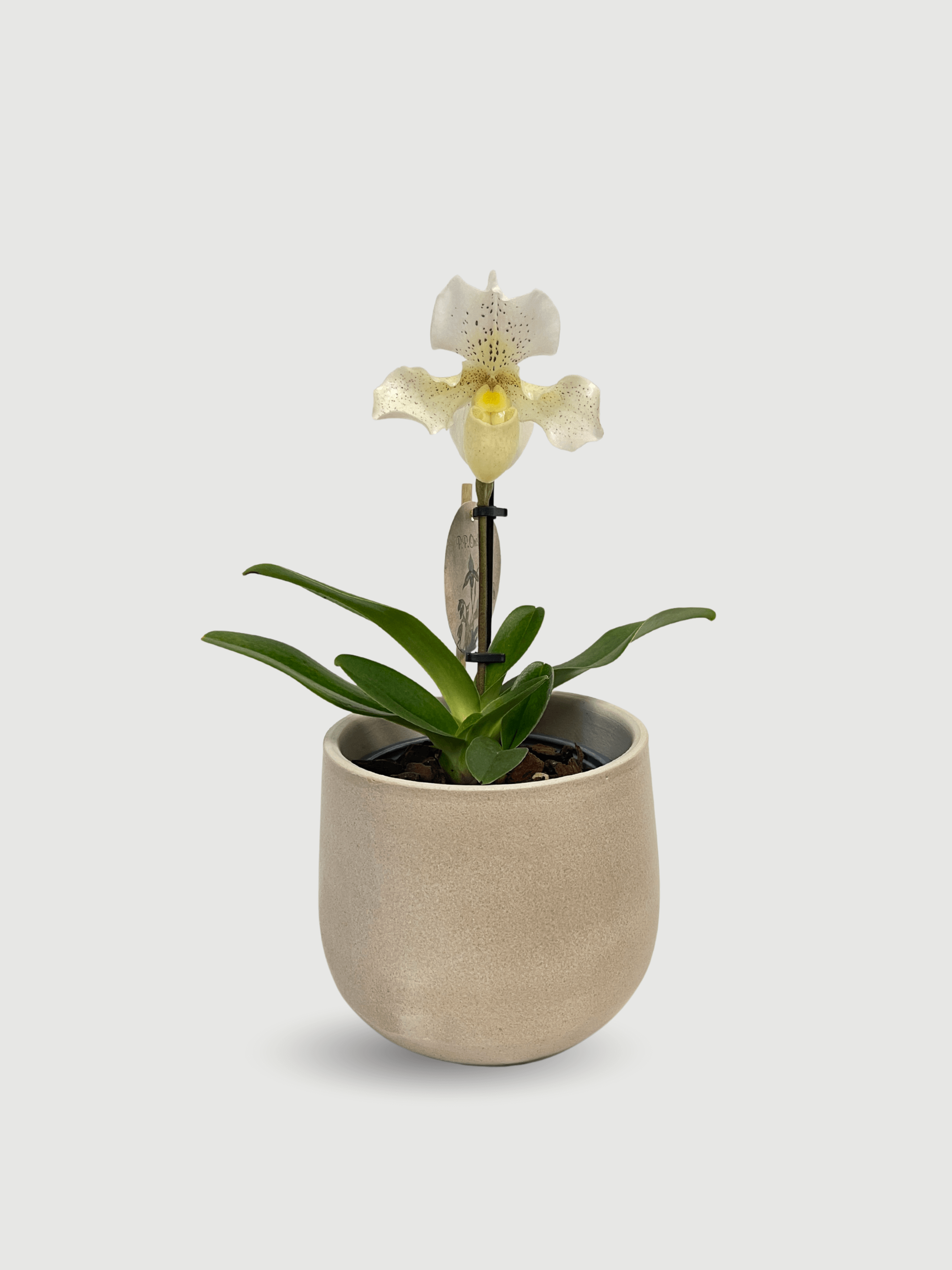 Paphiopedilum_Rosy_Dawn_Slipper_Orchid_Hard_To_Find_Gem