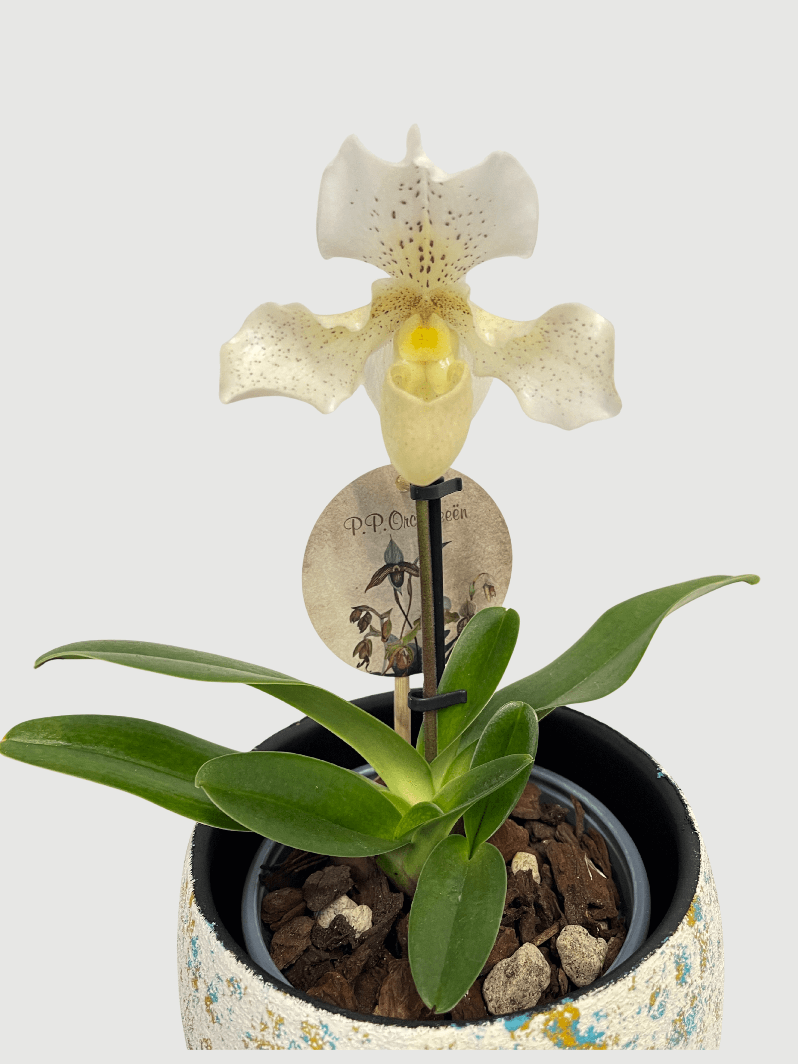 Paphiopedilum_Rosy_Dawn_Slipper_Orchid_Hard_To_Find_Gem