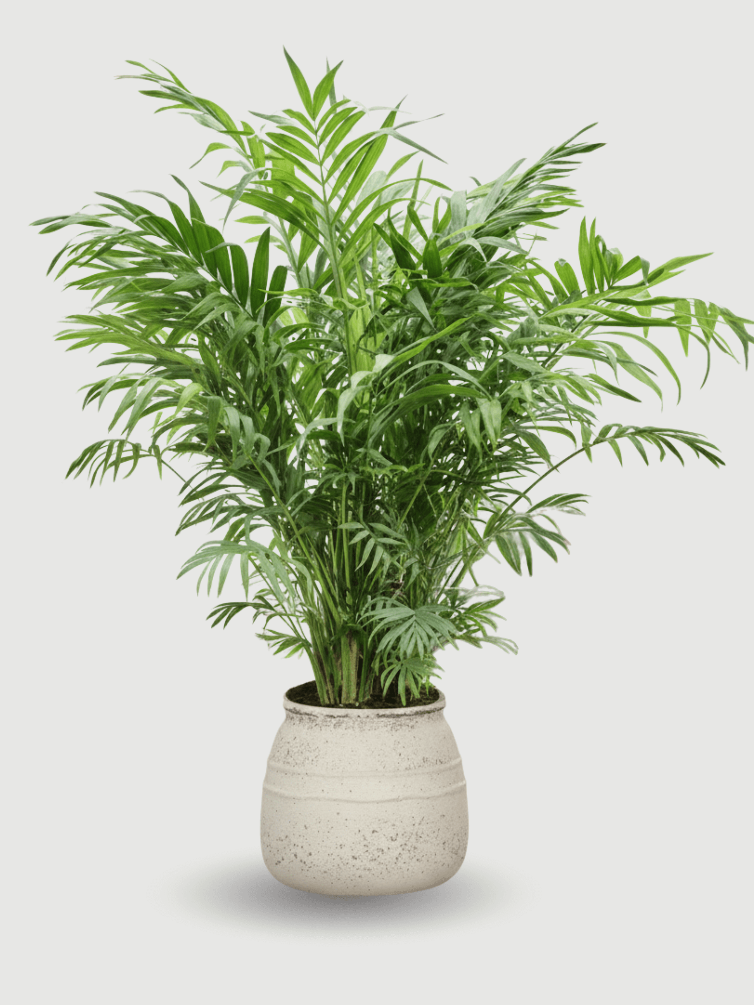 Ficonstone_Large_Hestia_S_Chalk_White_-_D32cm_-_Indoor__Outdoor_Plant_Pot