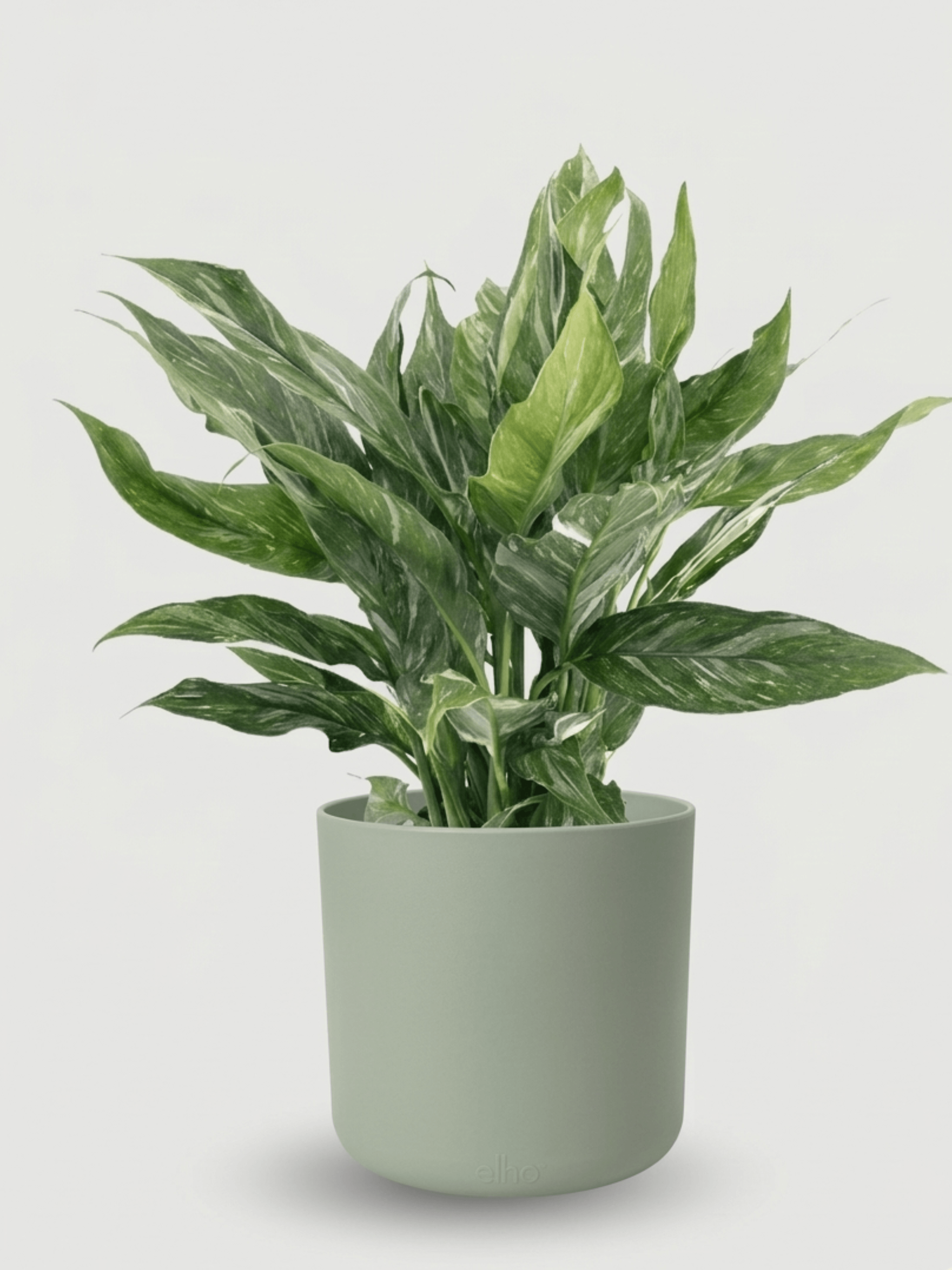 Spathiphyllum Diamond Variegata | Peace Lily in Pot