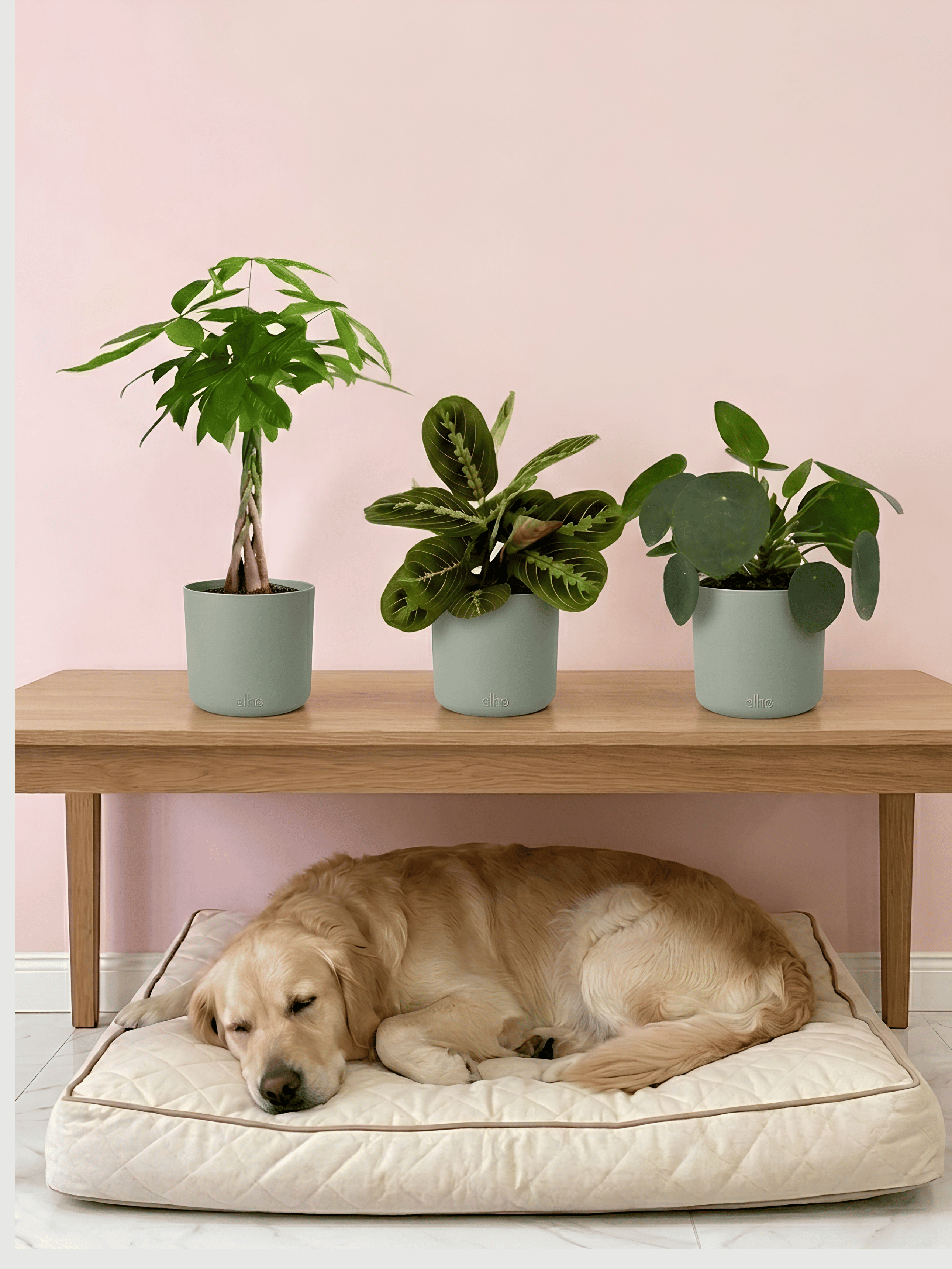 Pet-Friendly Houseplant Trio | Non-Toxic Indoor Plant Bundle