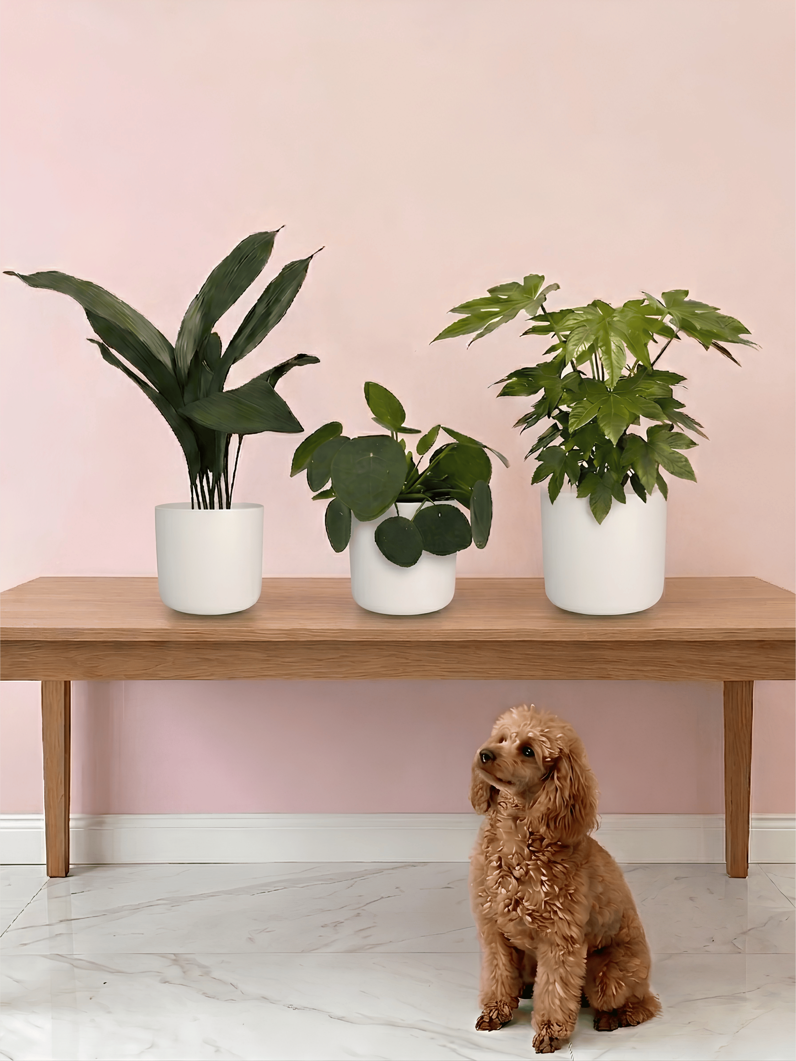 Pet-Friendly Houseplant Bundle | Non-Toxic Indoor Plant Trio