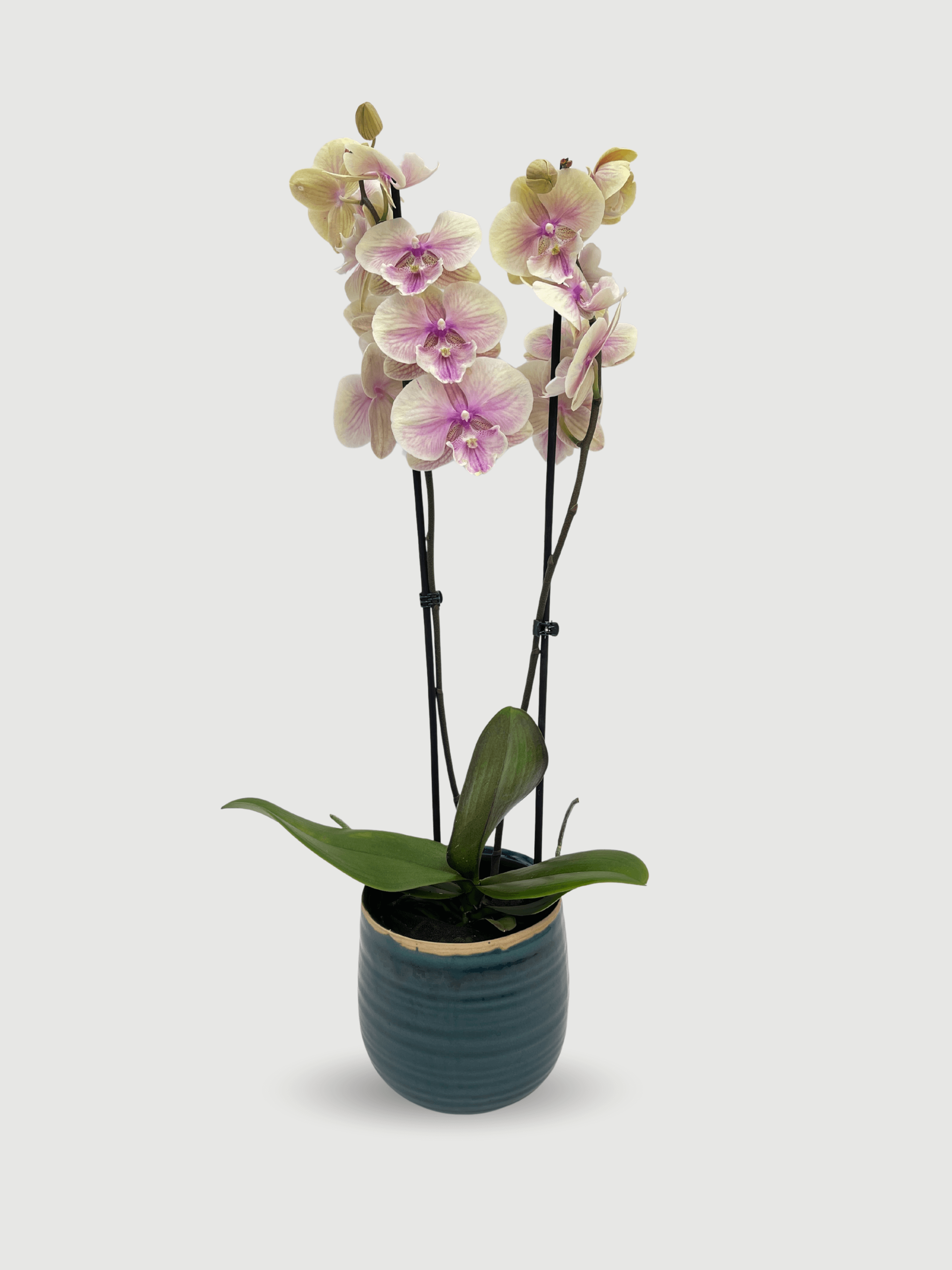 Phalaenopsis_Big_Lip_Phalaenopsis_Daria